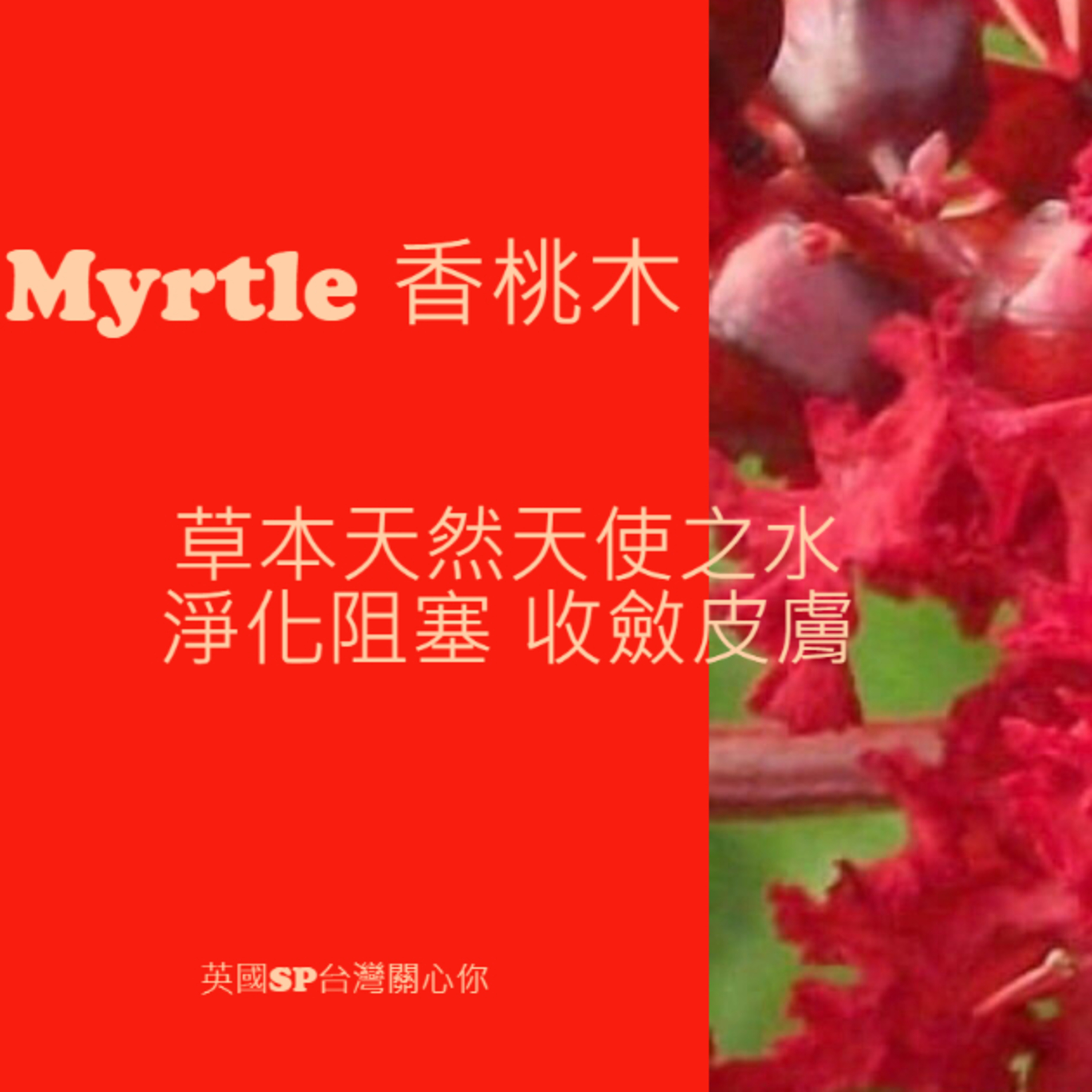 讓精油說故事 紅香桃木