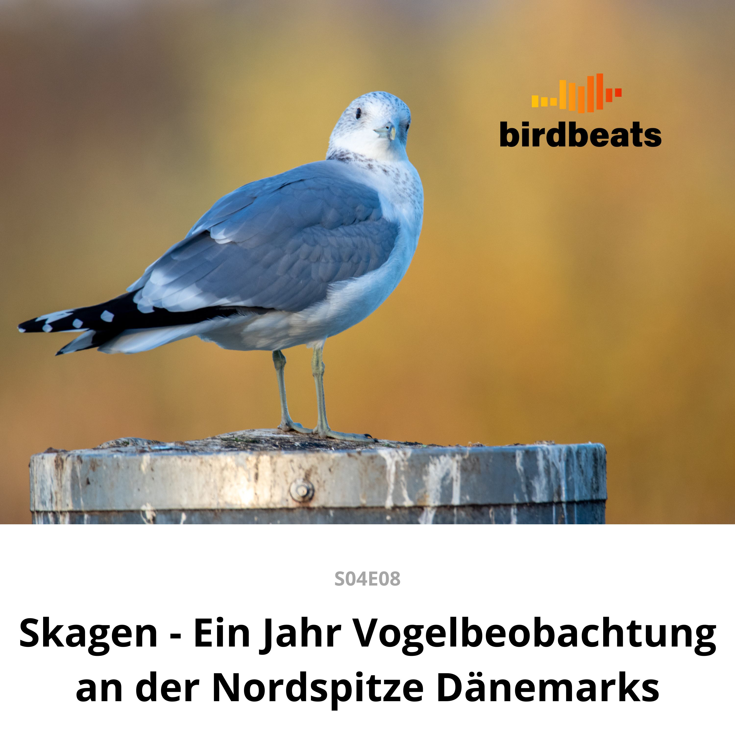 Vogelbeobachtung in Dänemark - Skagen-Special