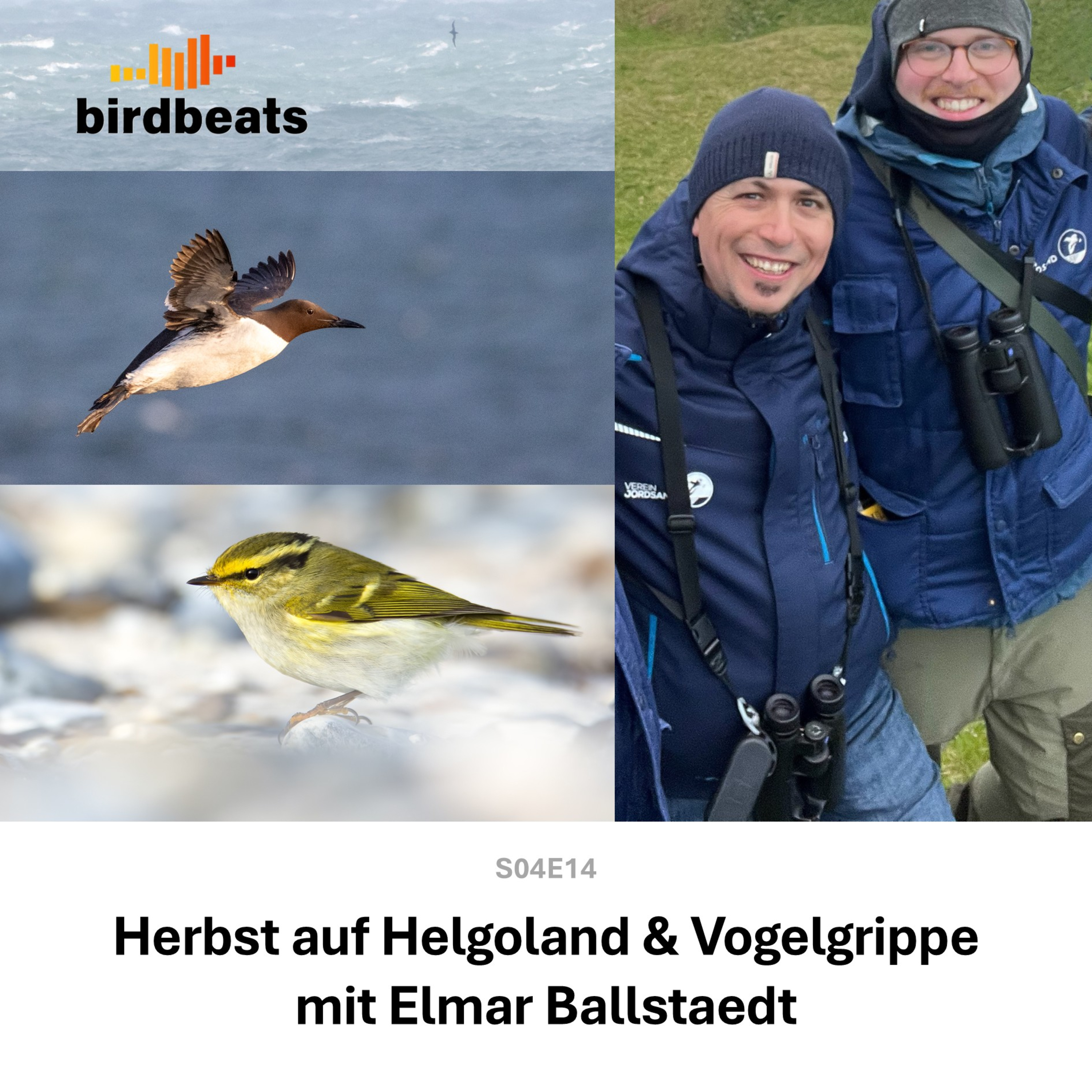 Vogelgrippe und Herbst auf Helgoland mit Elmar Ballstaedt