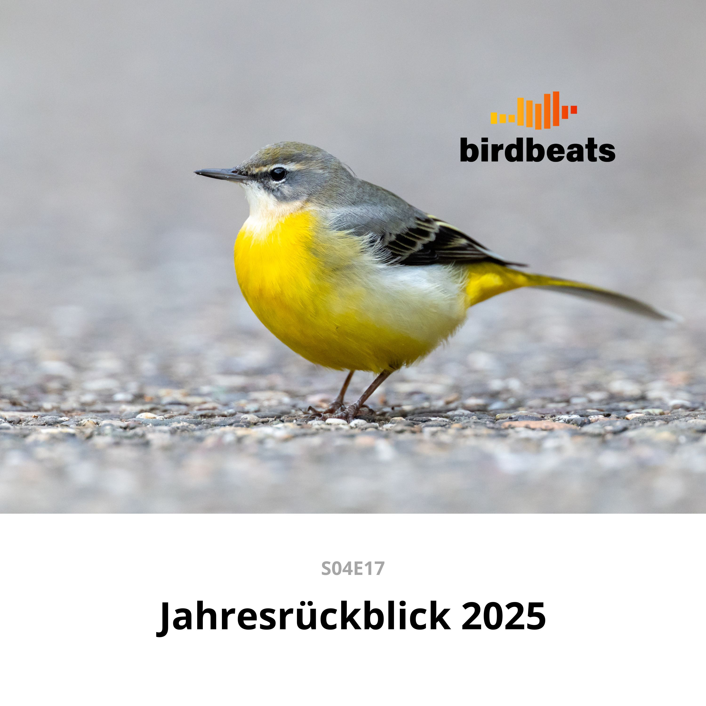 Birdbeats-Jahresrückblick 2025