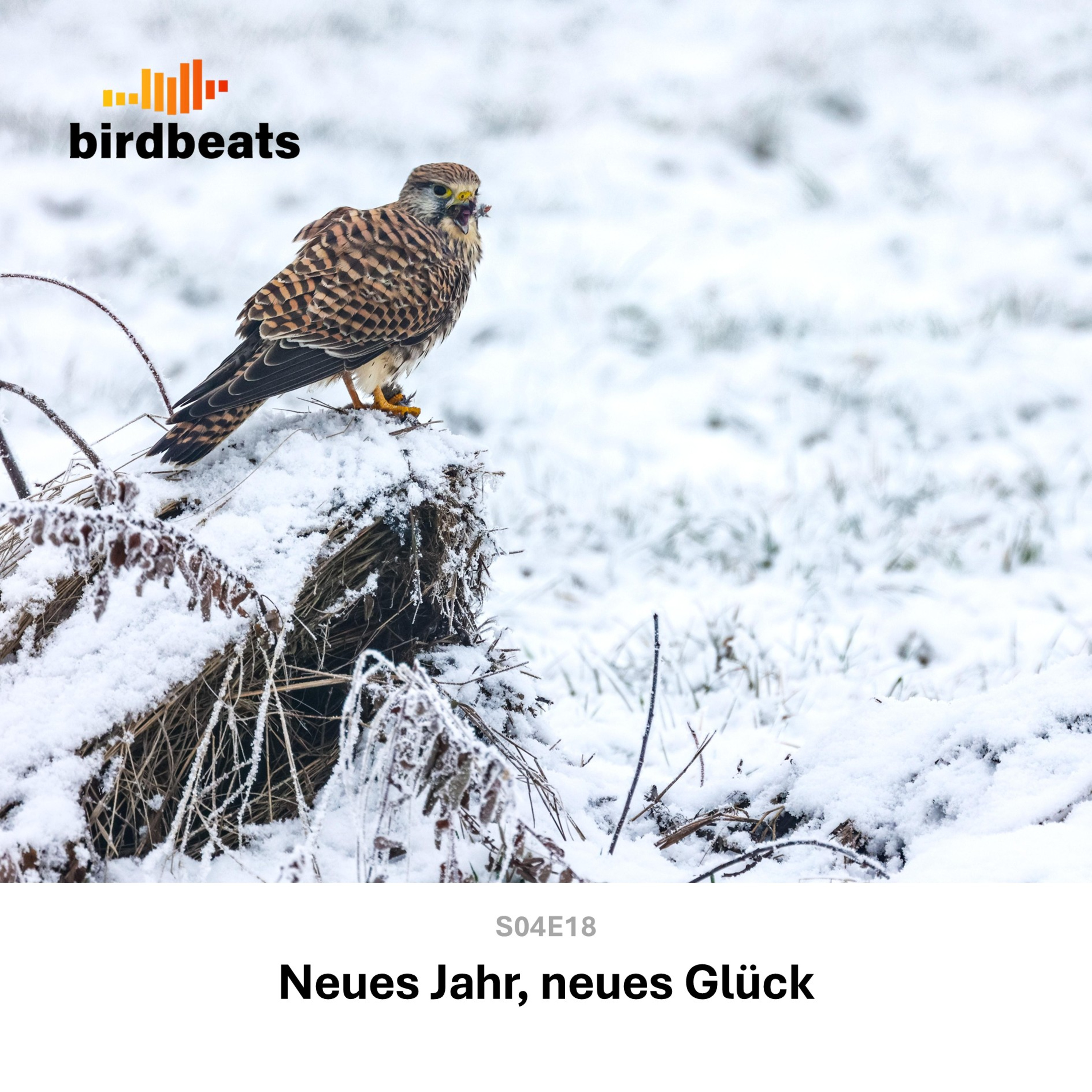 Neues Jahr, neues Glück