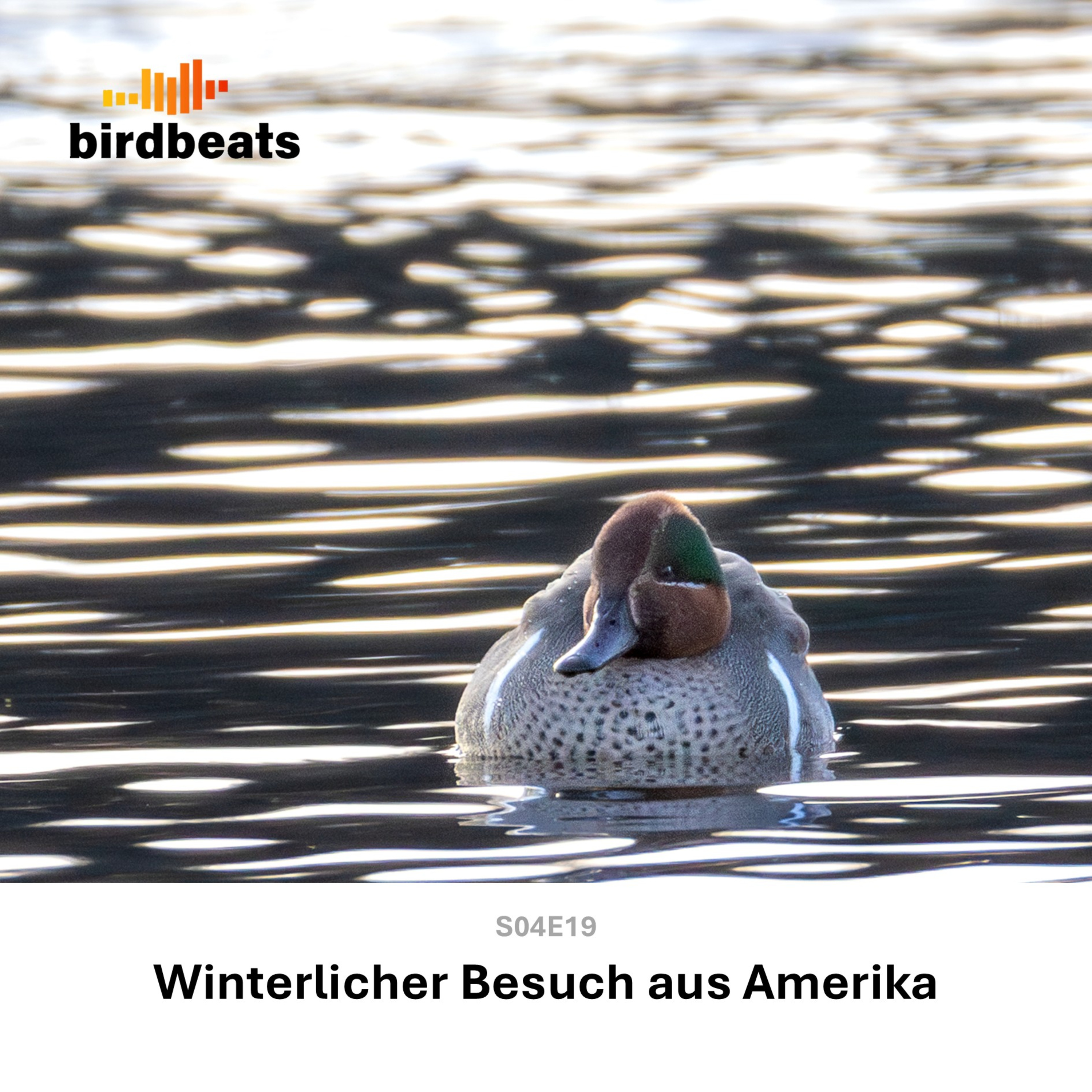 Winterlicher Besuch aus Amerika