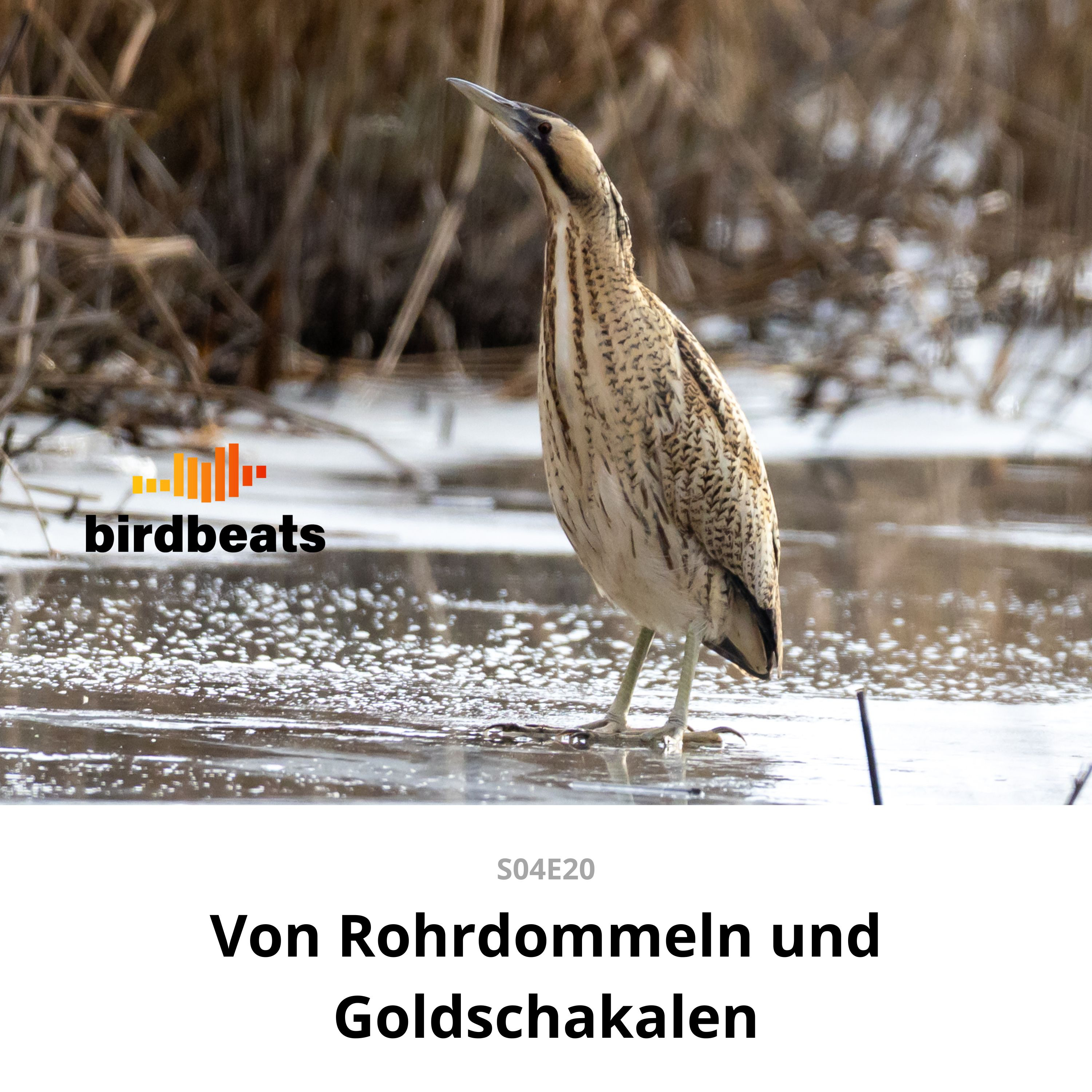 Wenn der Goldschakal die Rohrdommeln verscheucht