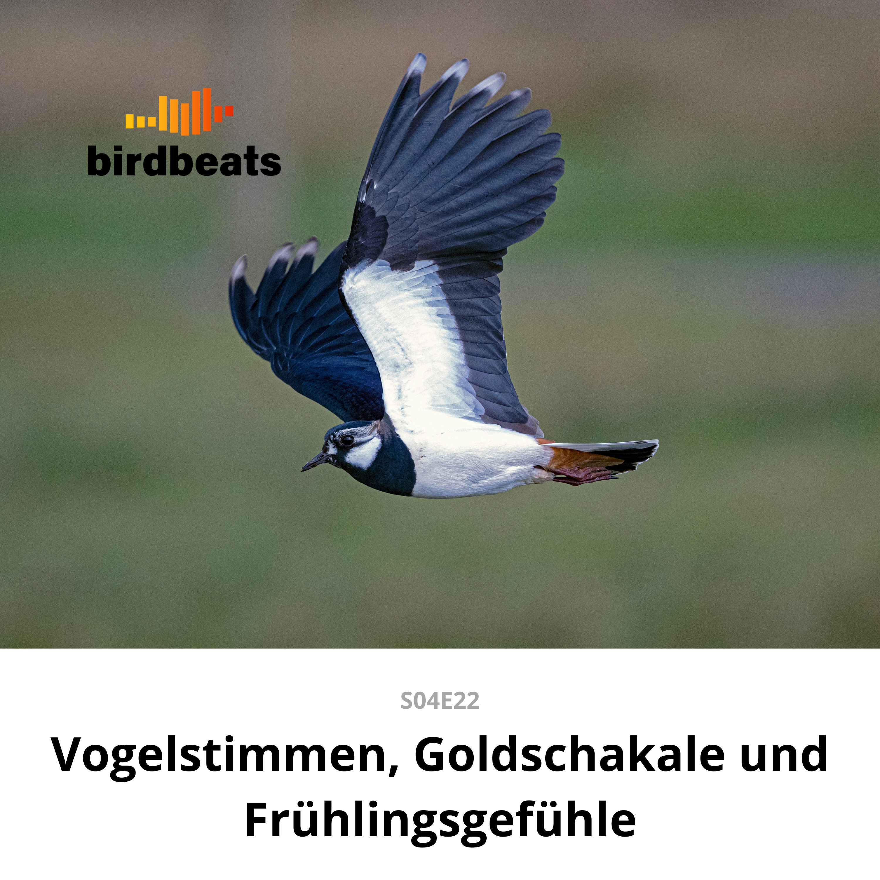 Vogelstimmen, Goldschakale und Frühlingsgefühle