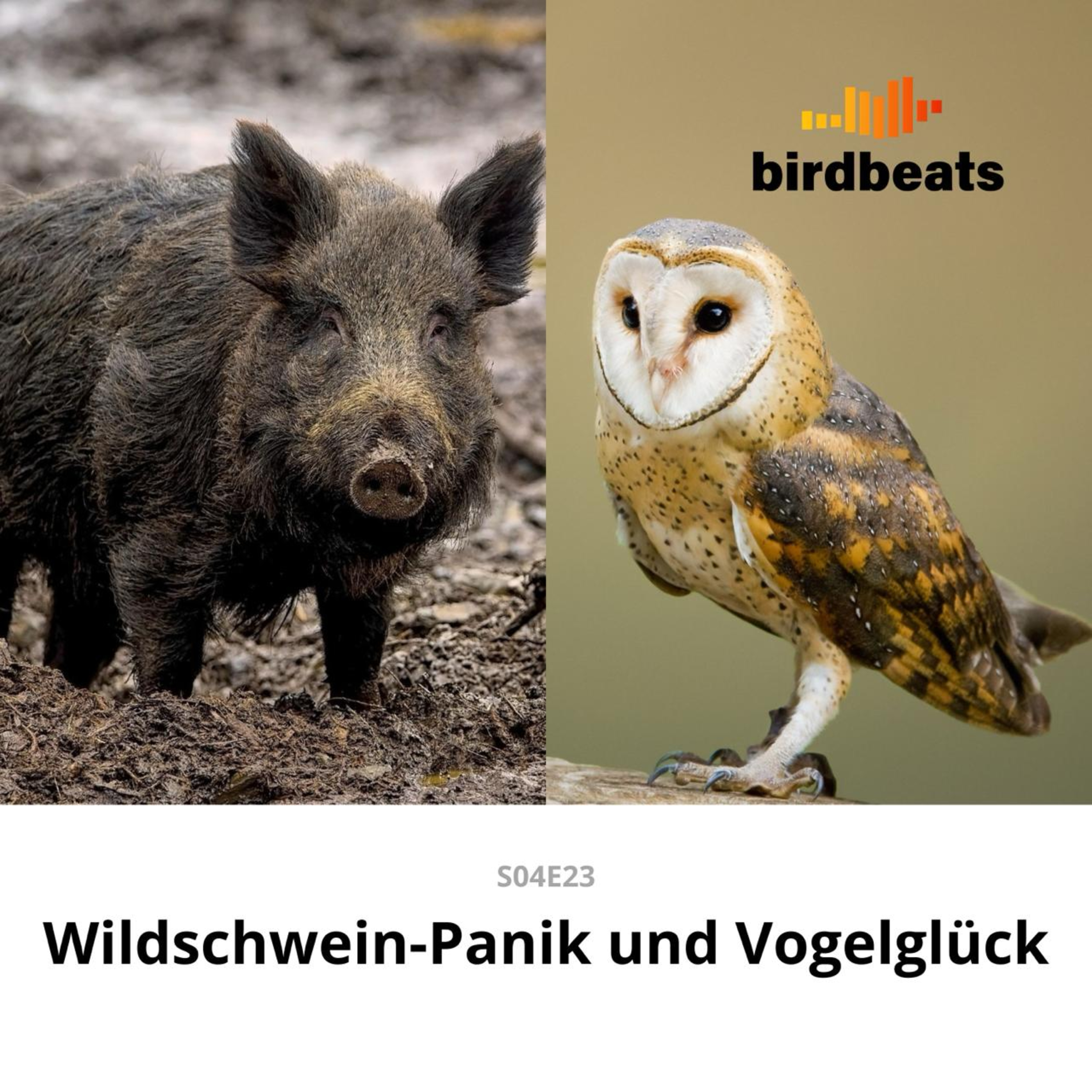 Wildschwein-Panik und Vogelglück