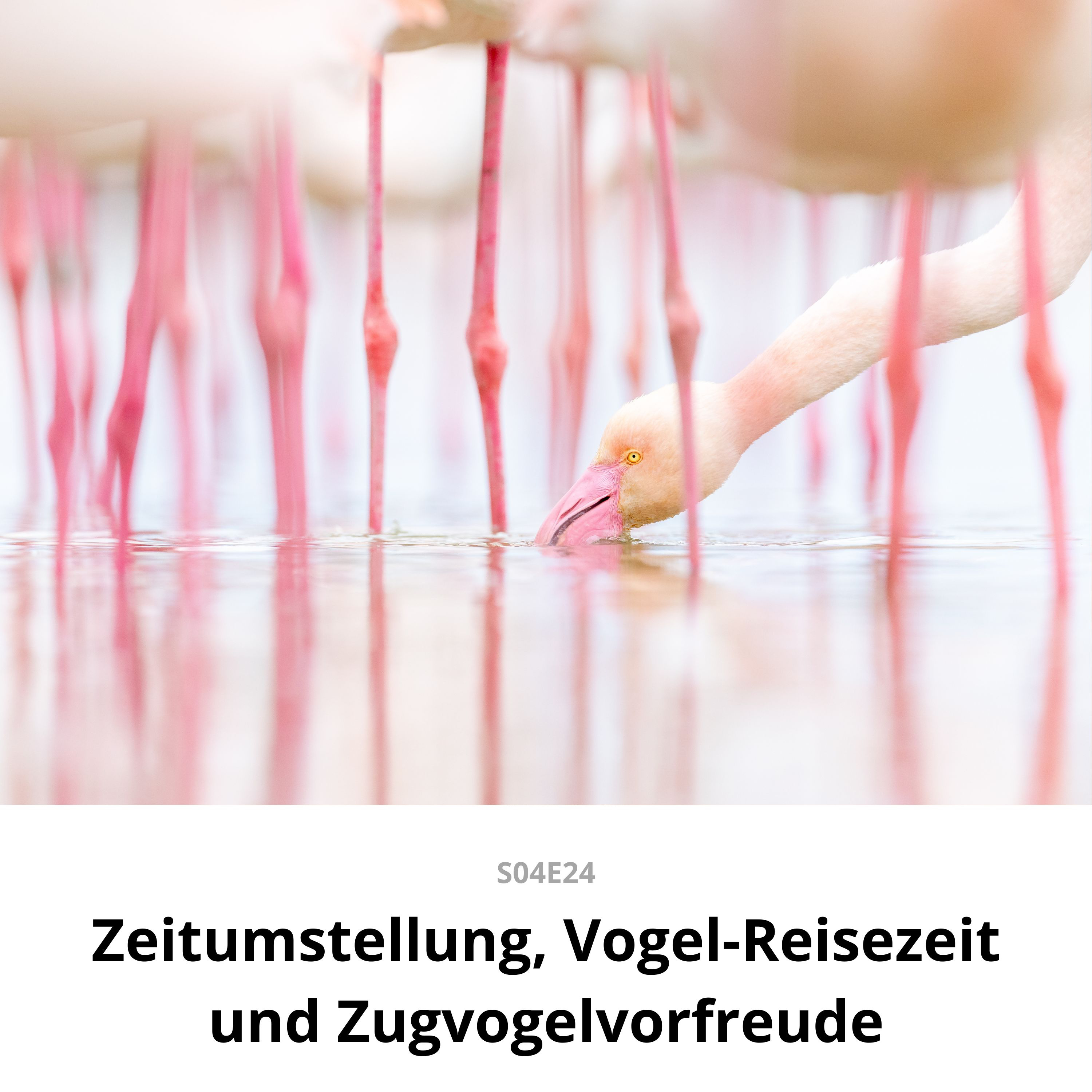 Zeitumstellung, Vogel-Reisezeit und Zugvogelvorfreude