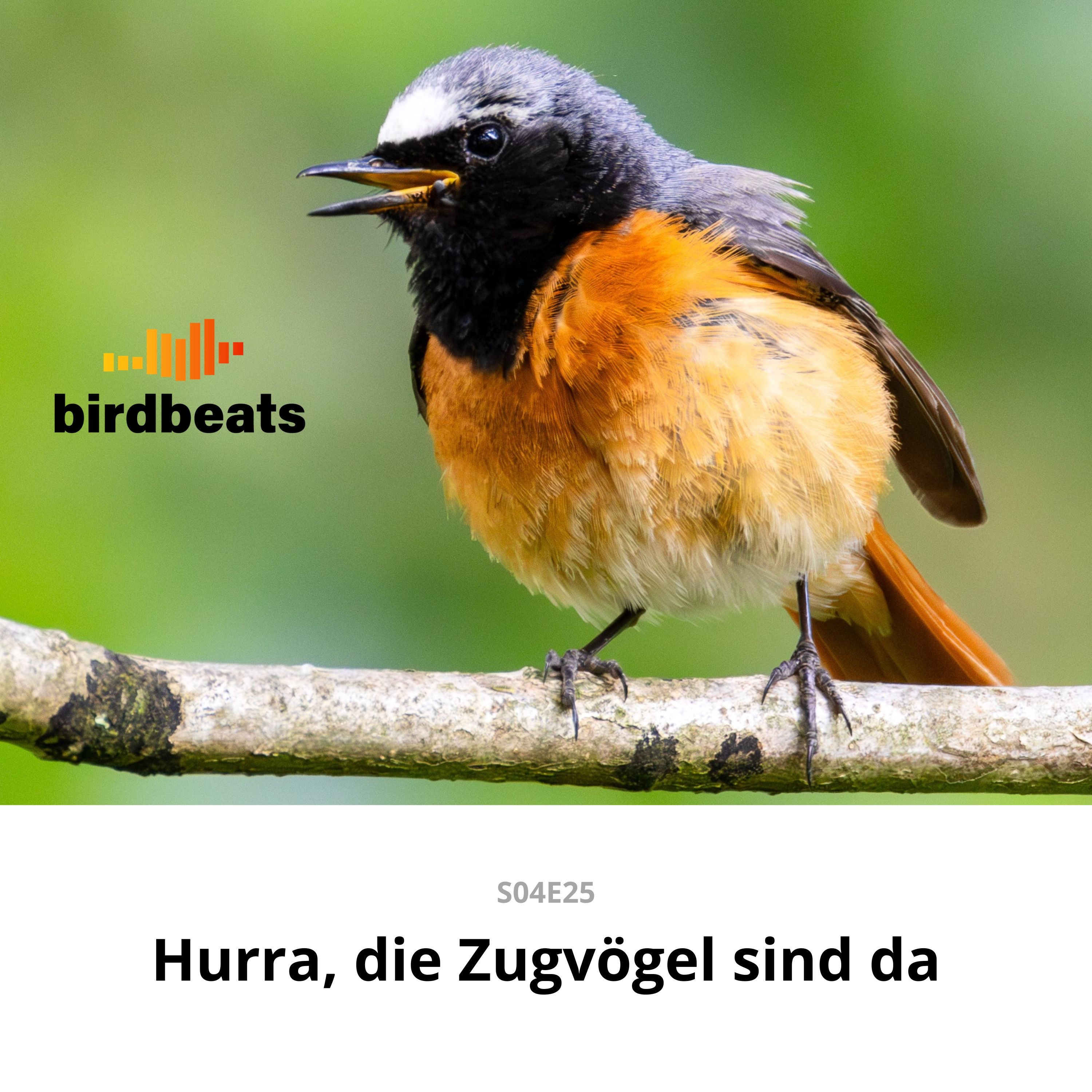 Hurra, die Zugvögel sind da