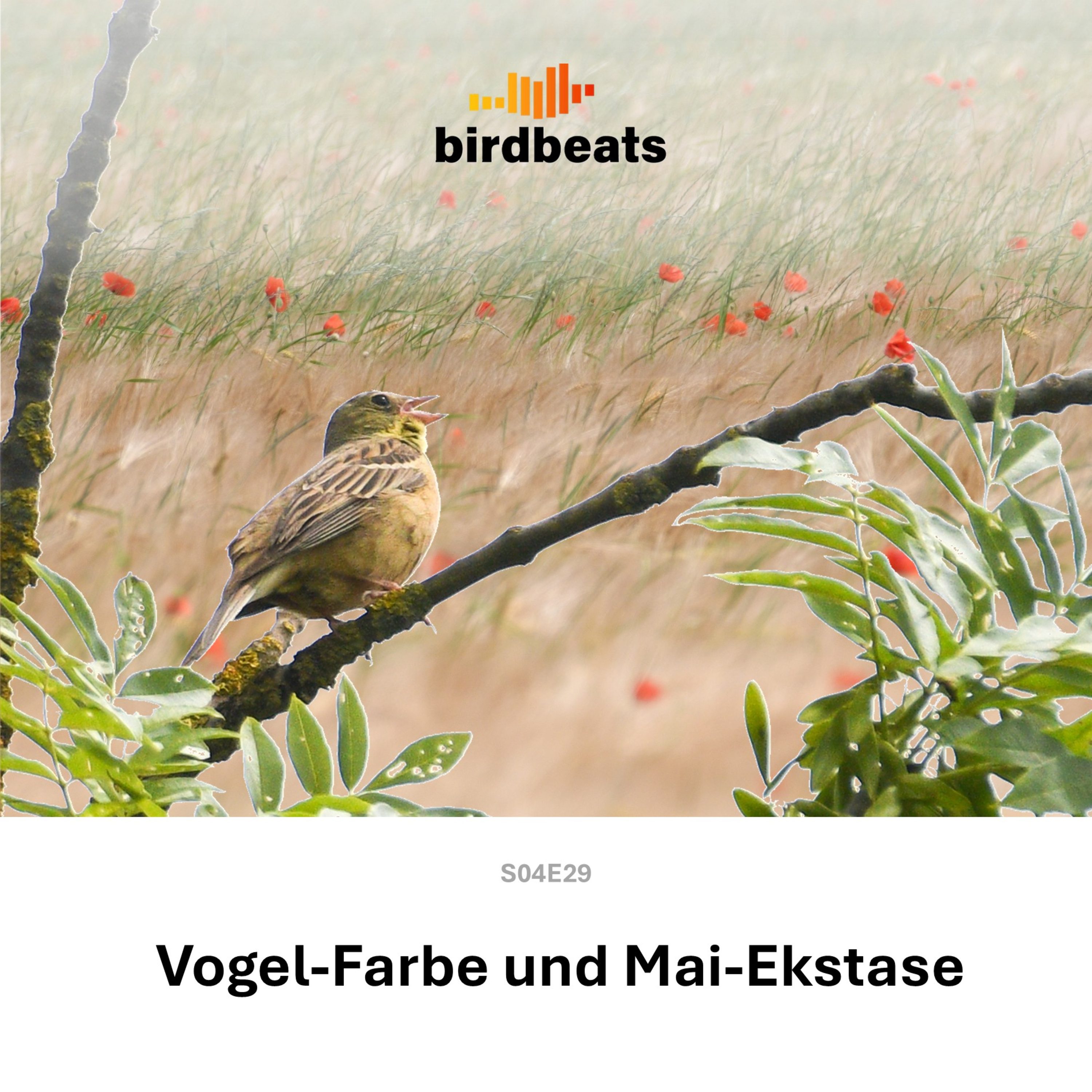 Vogel-Farbe und Mai-Ekstase