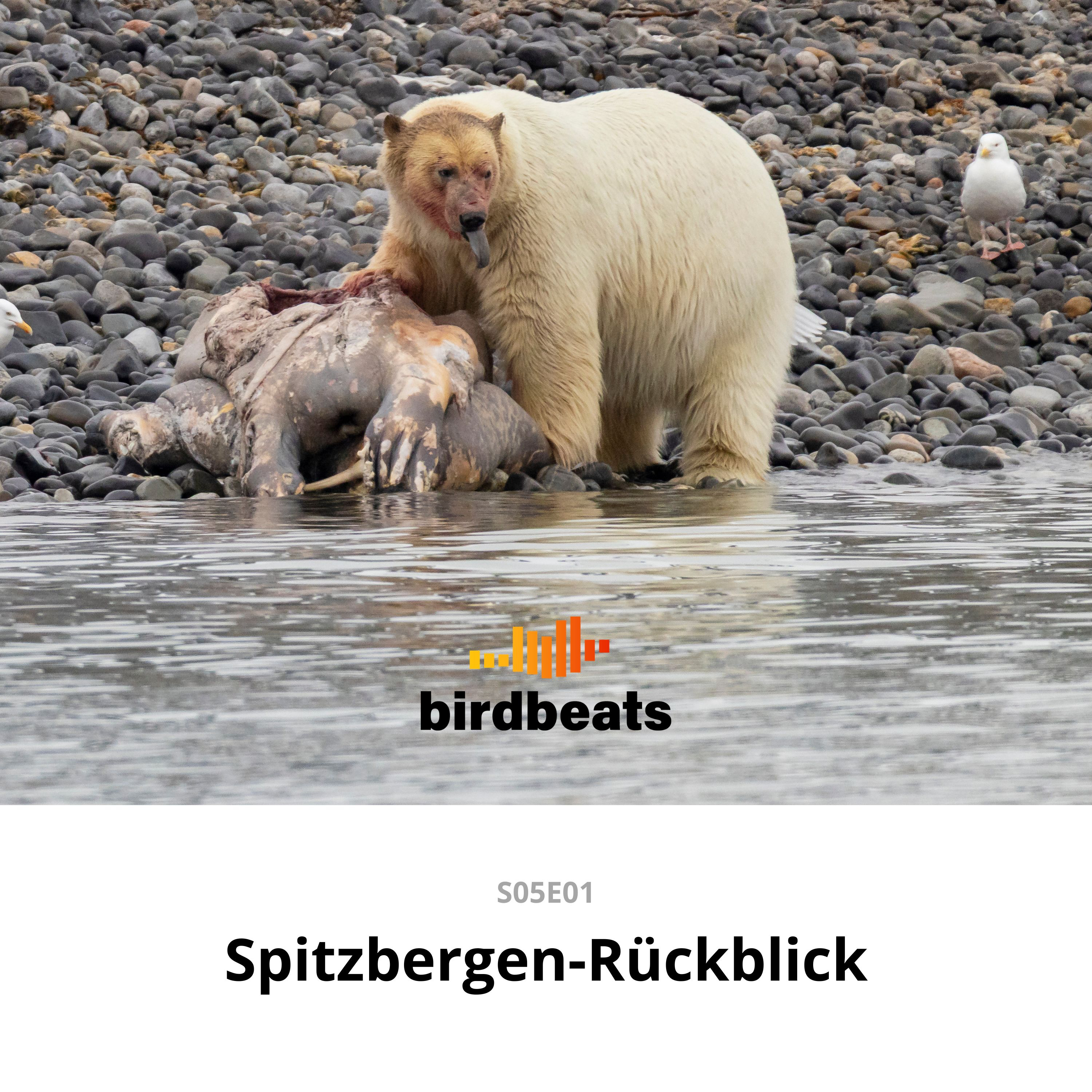 Von Eisbären, Krabbentaucher und Mornellregenpfeifern - Spitzbergen-Rückblick