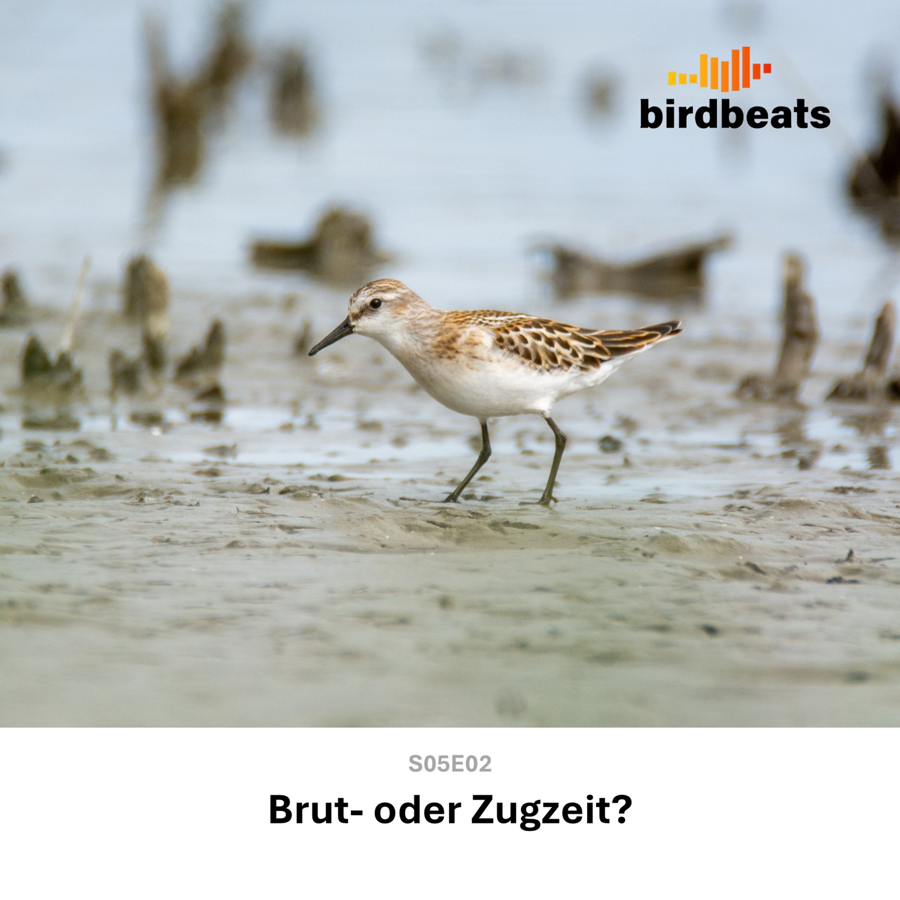 Artwork for Birdbeats - der Podcast für Ornis