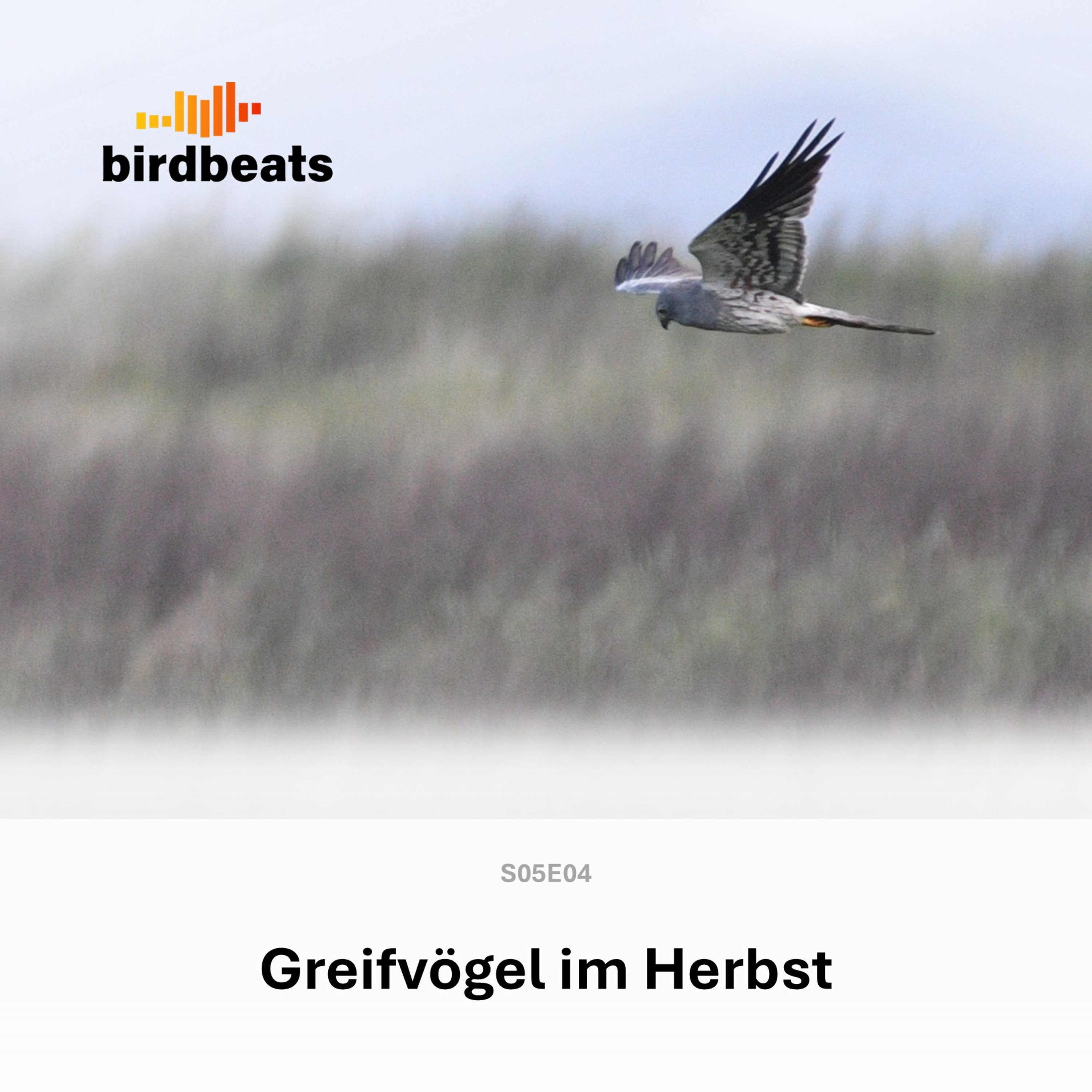 Greifvögel im Herbst