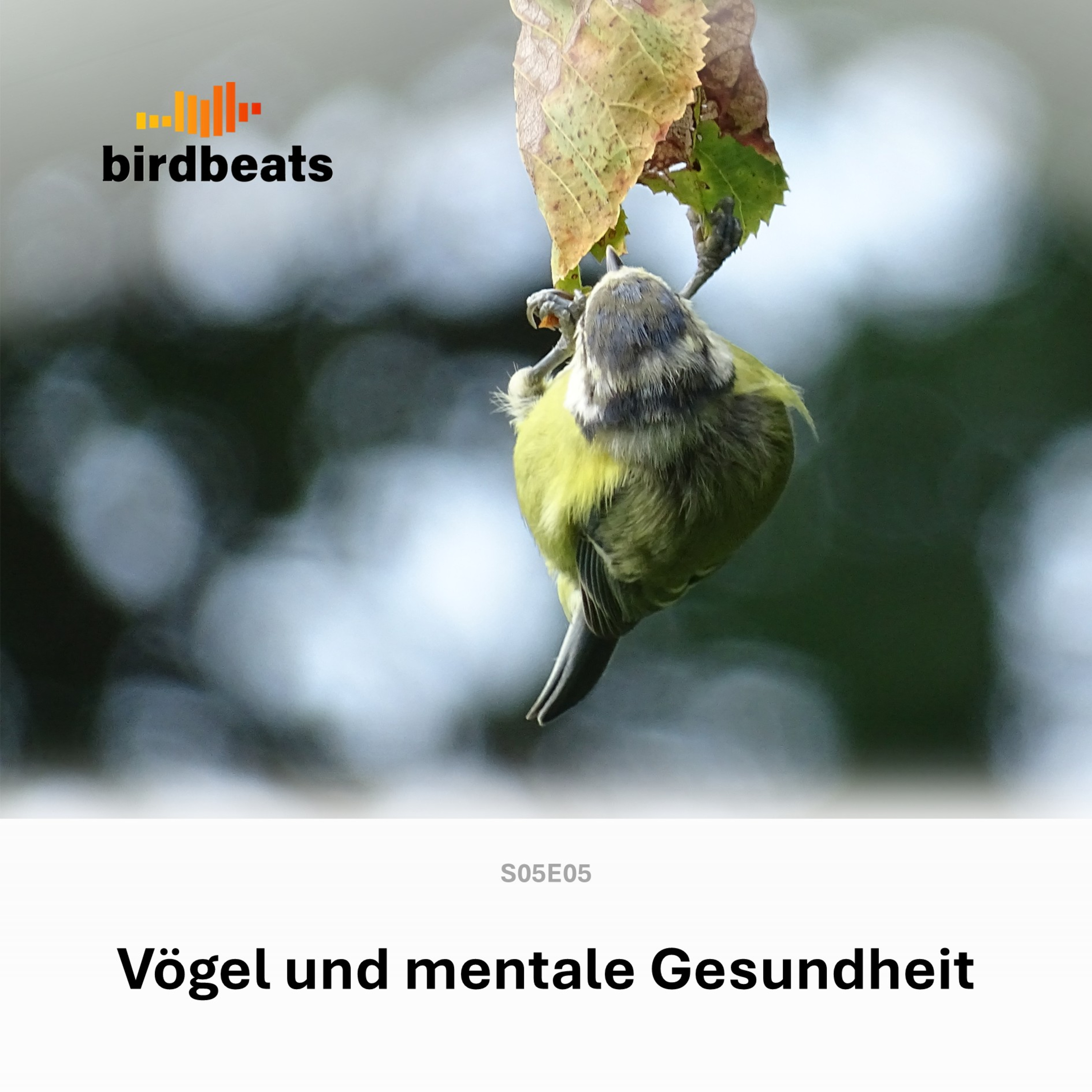 Vögel und Mentale Gesundheit