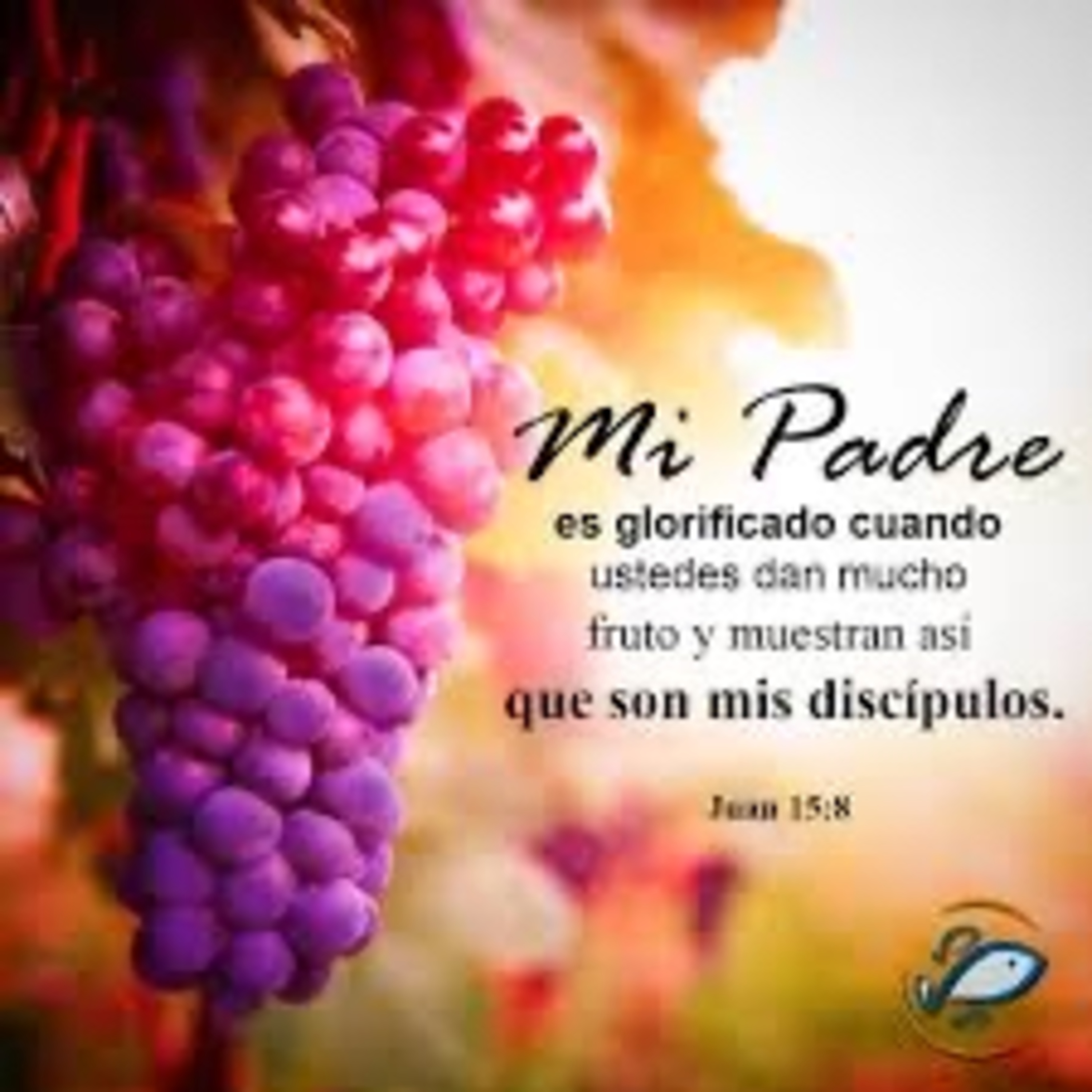 Evangelio del Miércoles 21 de Mayo. Juan 15,1-8