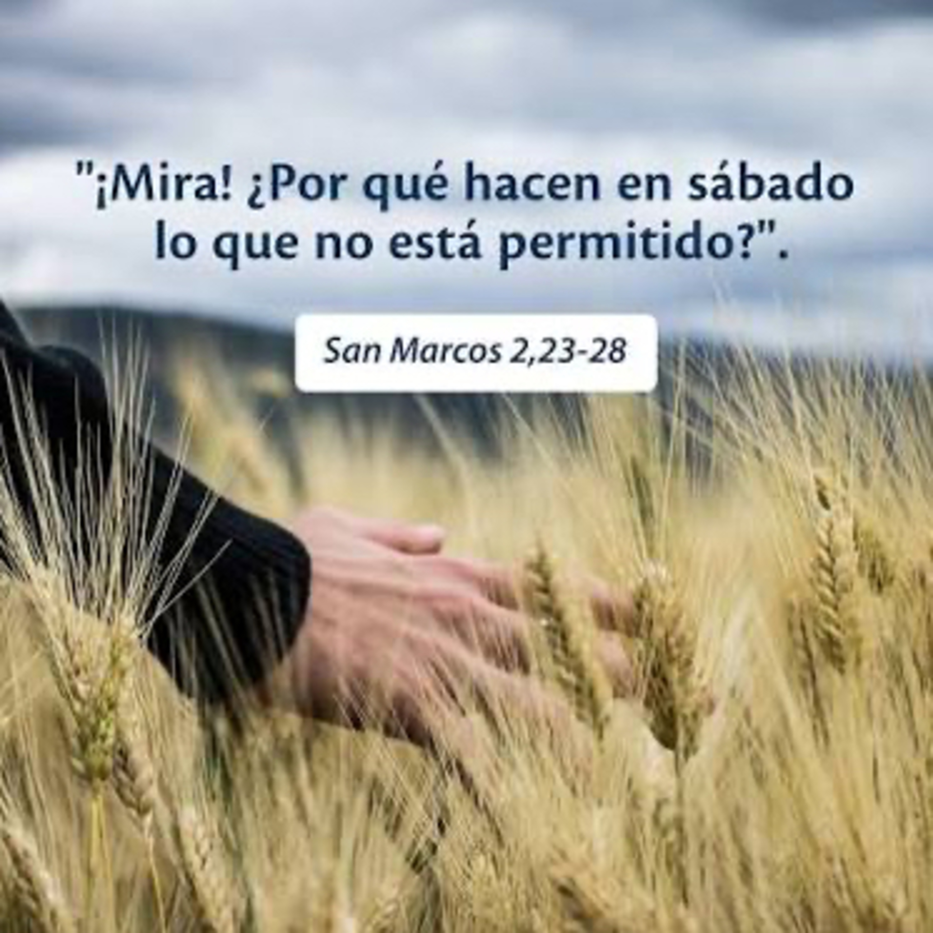 Evangelio del Martes 20 de Enero. Marcos 2,23-28.