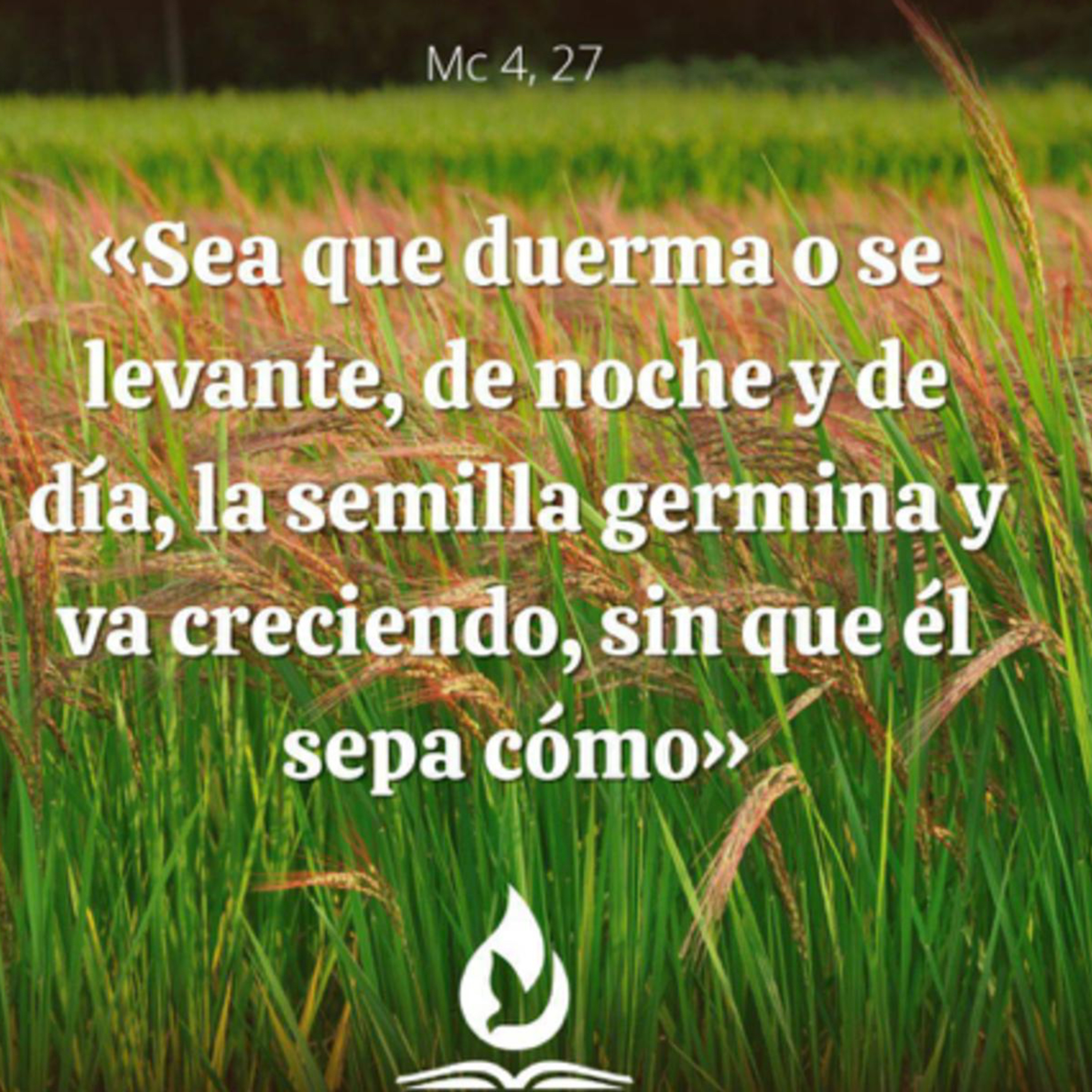 Evangelio del Viernes 30 de Enero. Marcos 4,26-34.