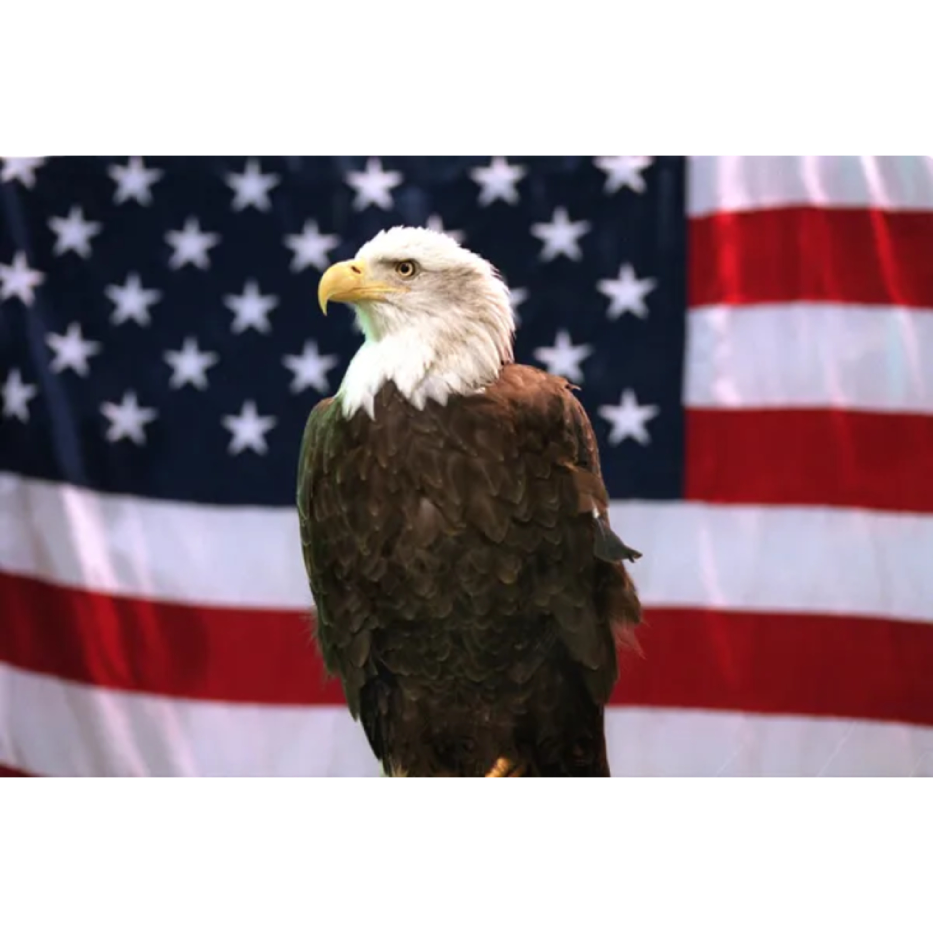 History Loves Company