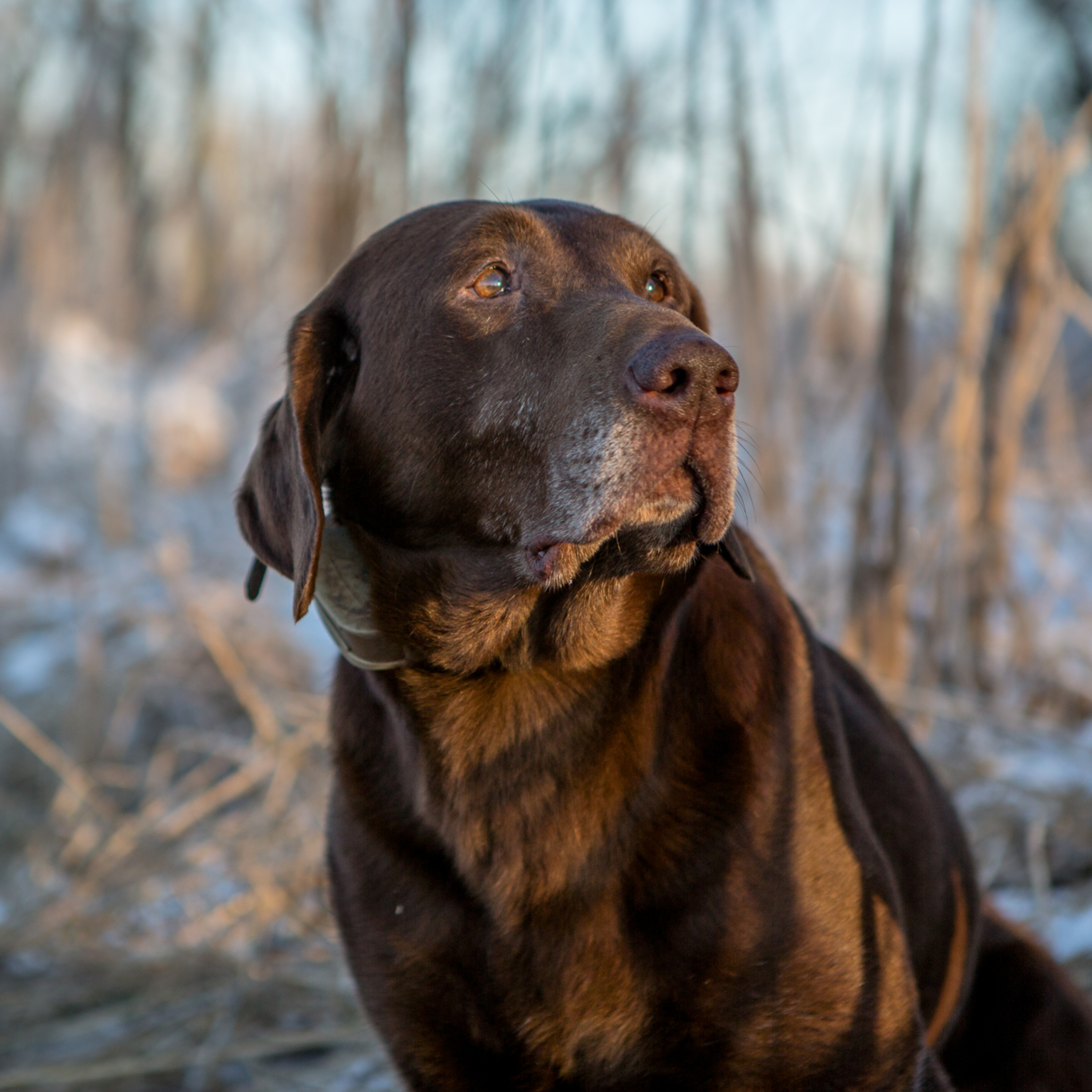 Dream Puppy, Dream Hunt and Dream Training!