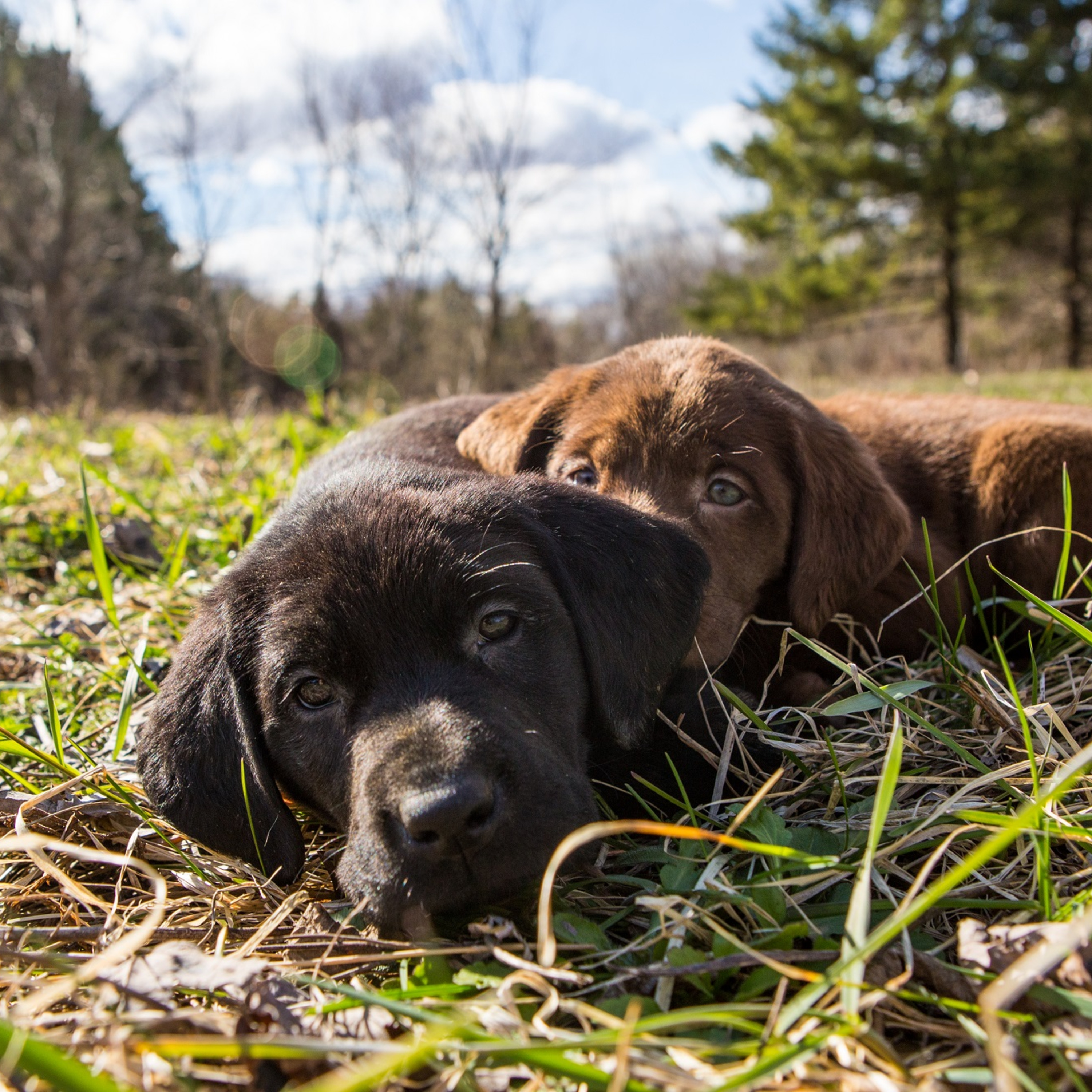Buying a Puppy in 2024, Picking The Puppy Out and First Hunt
