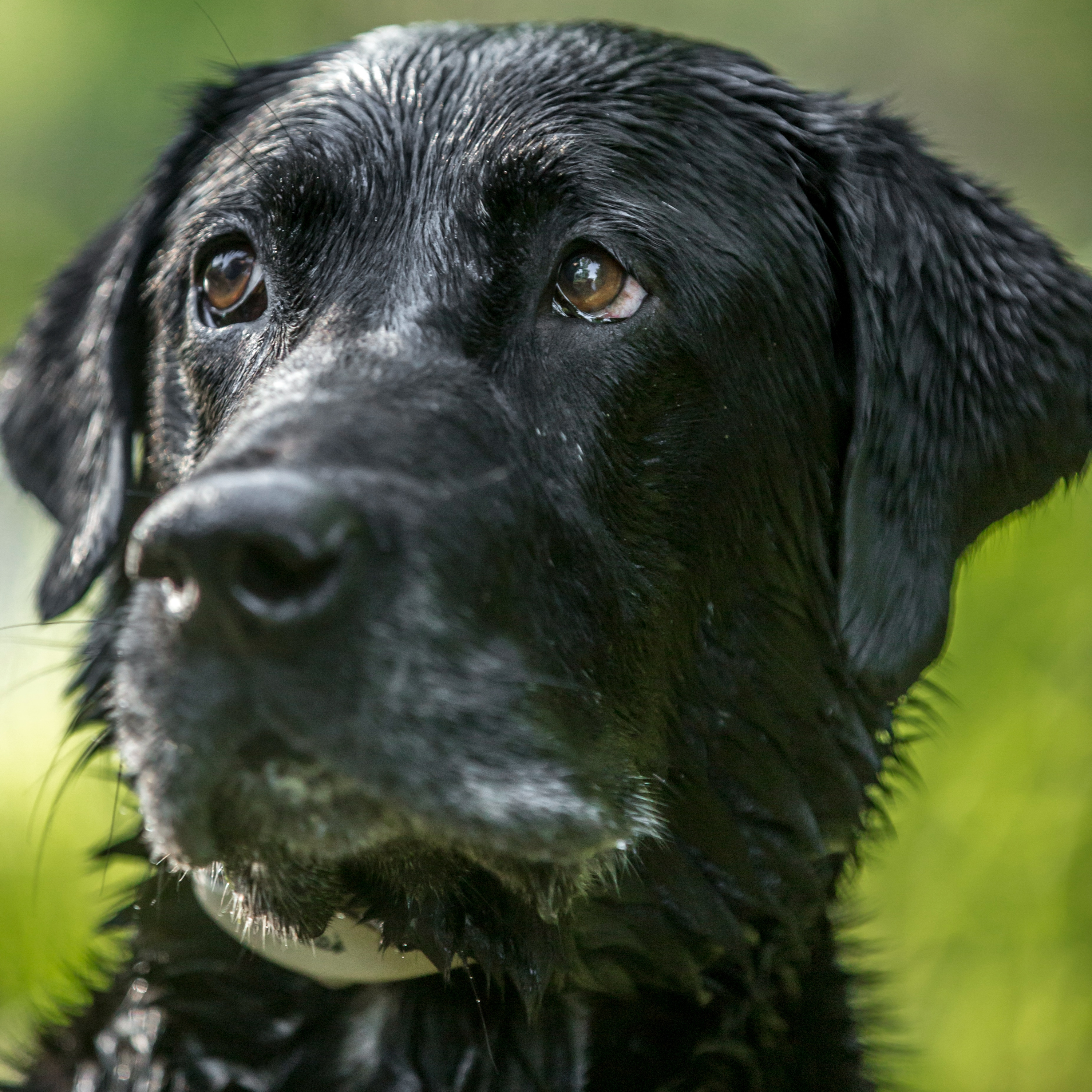 Does Color of a Labrador Retriever Matter, Our Next Stud Dog and a Fun Hunt with My Kids About a Great Conservation Issue.