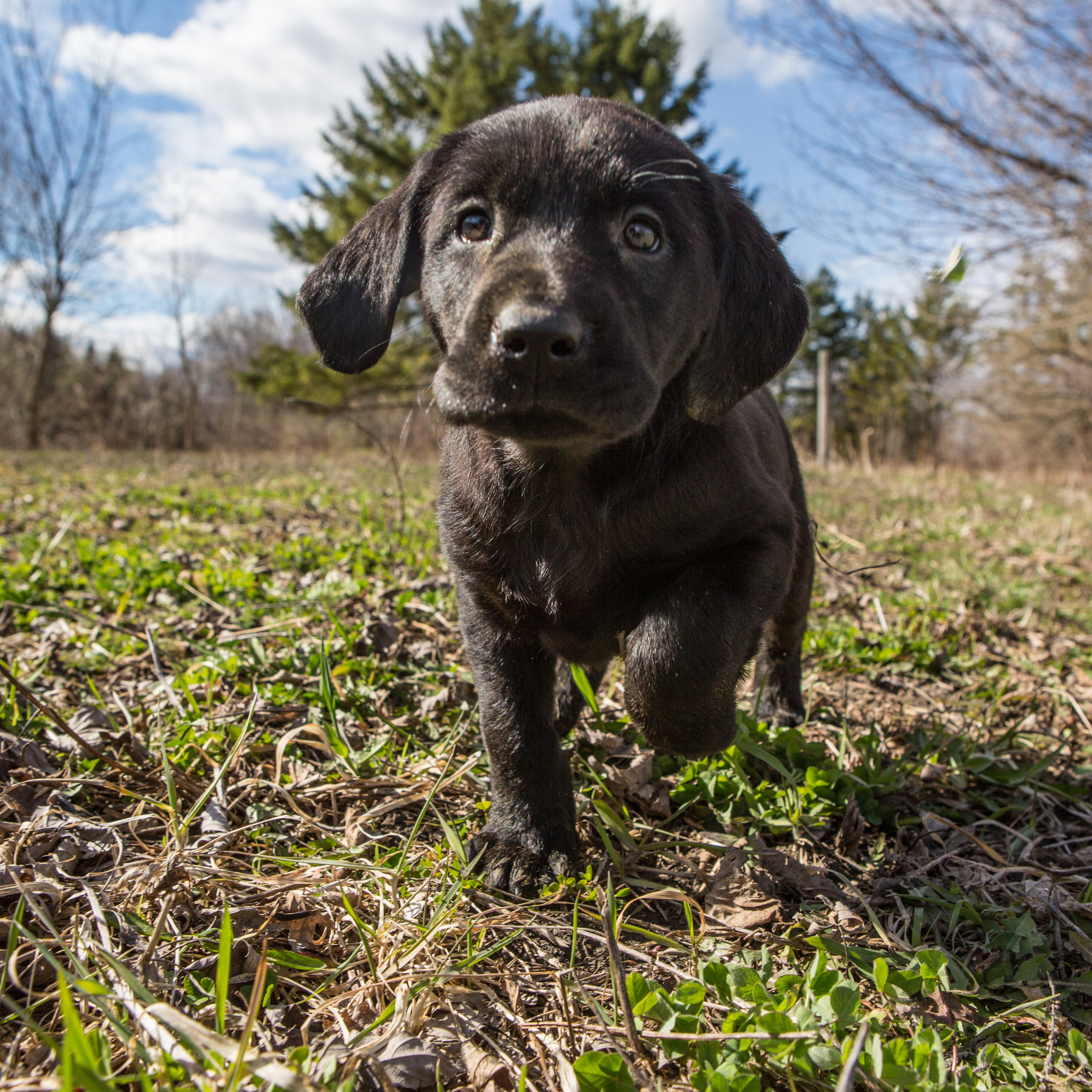 Our Puppy Jackson, From Puppy to Formal Training and Protect Your Hearing