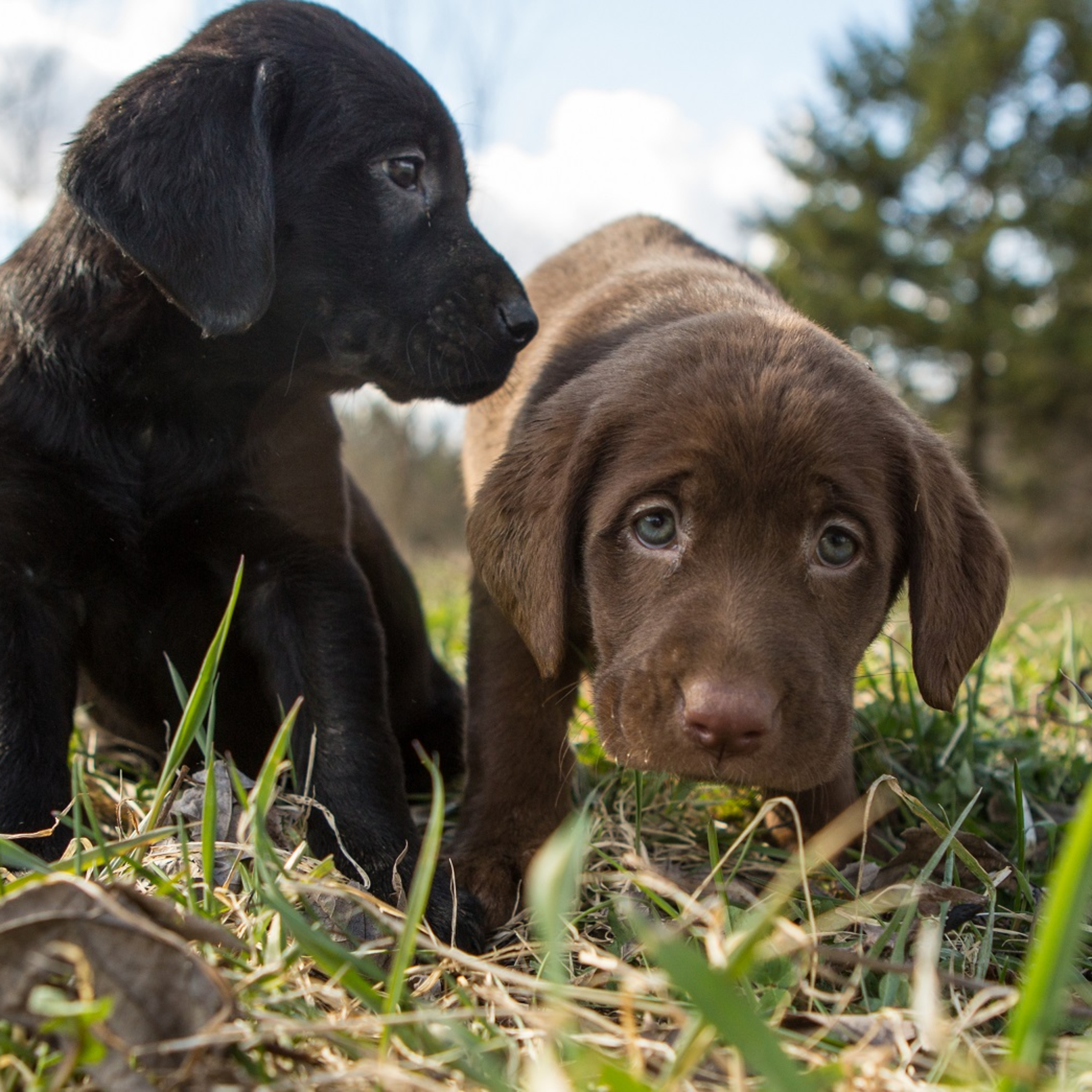 Welcome to the Whelping Box! Augusta Litter Edition!! 