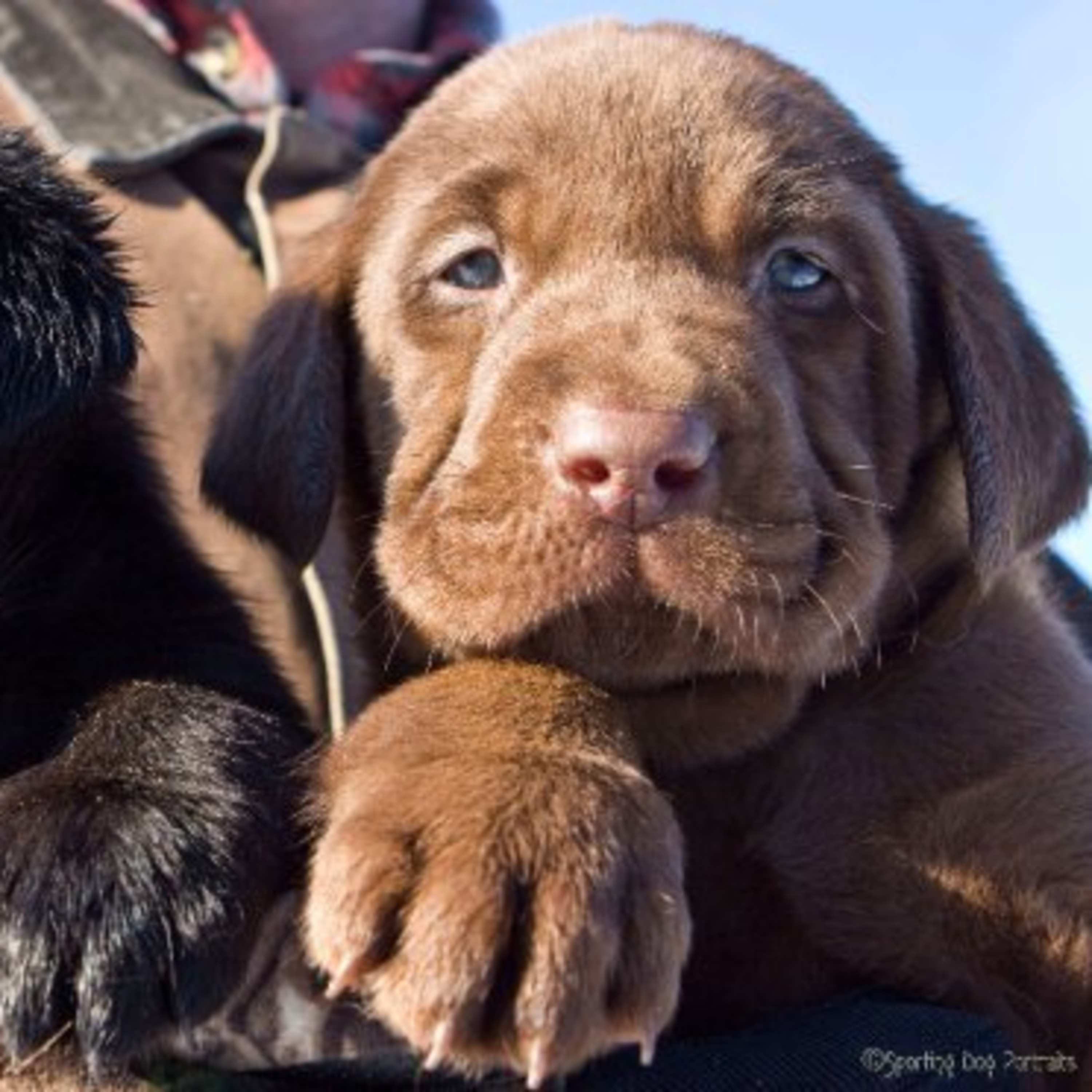 Welcome to the Whelping Box with Pups Now 3 Weeks Old! 