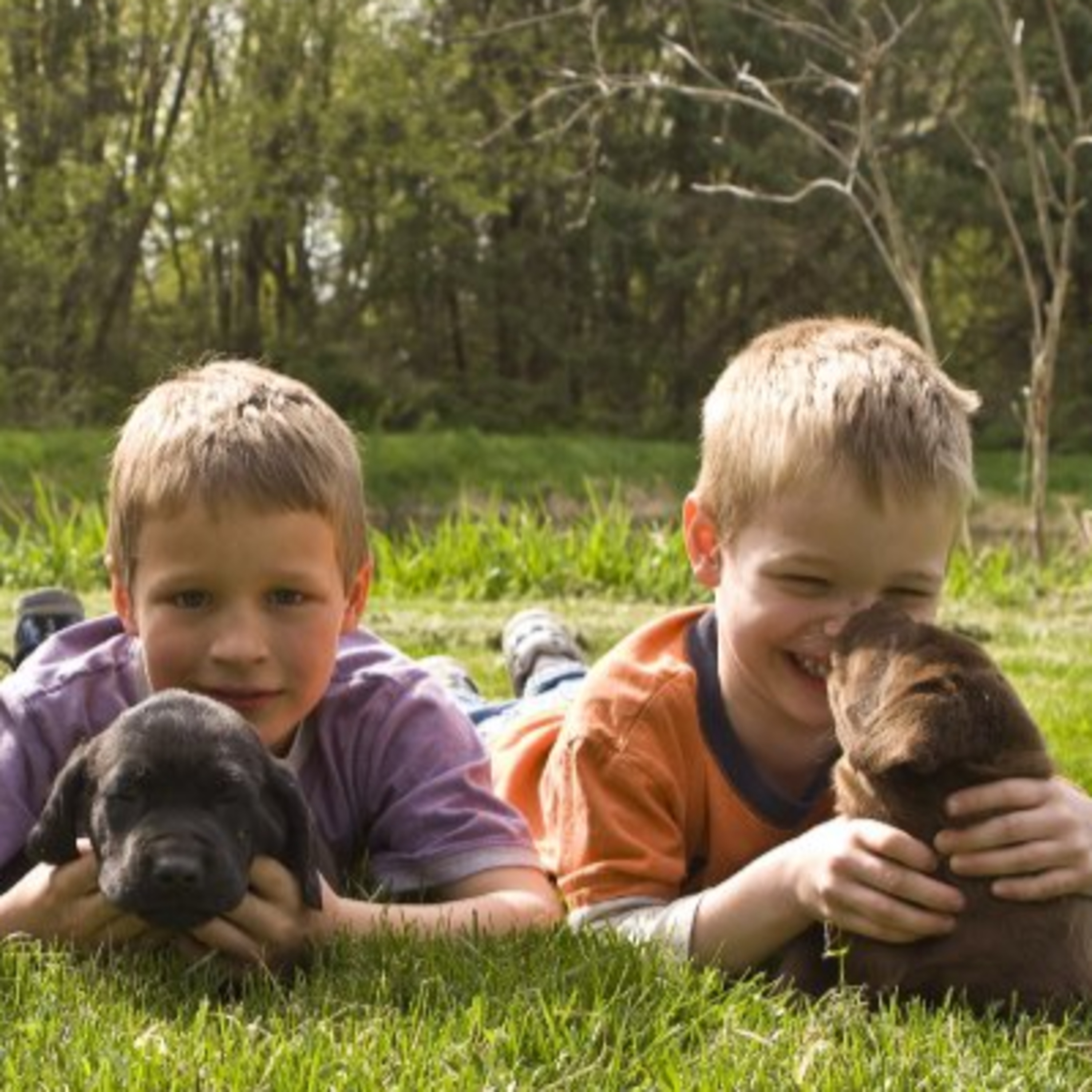 Welcome to the Whelping Box! Go Home Week for the Augusta Litter!