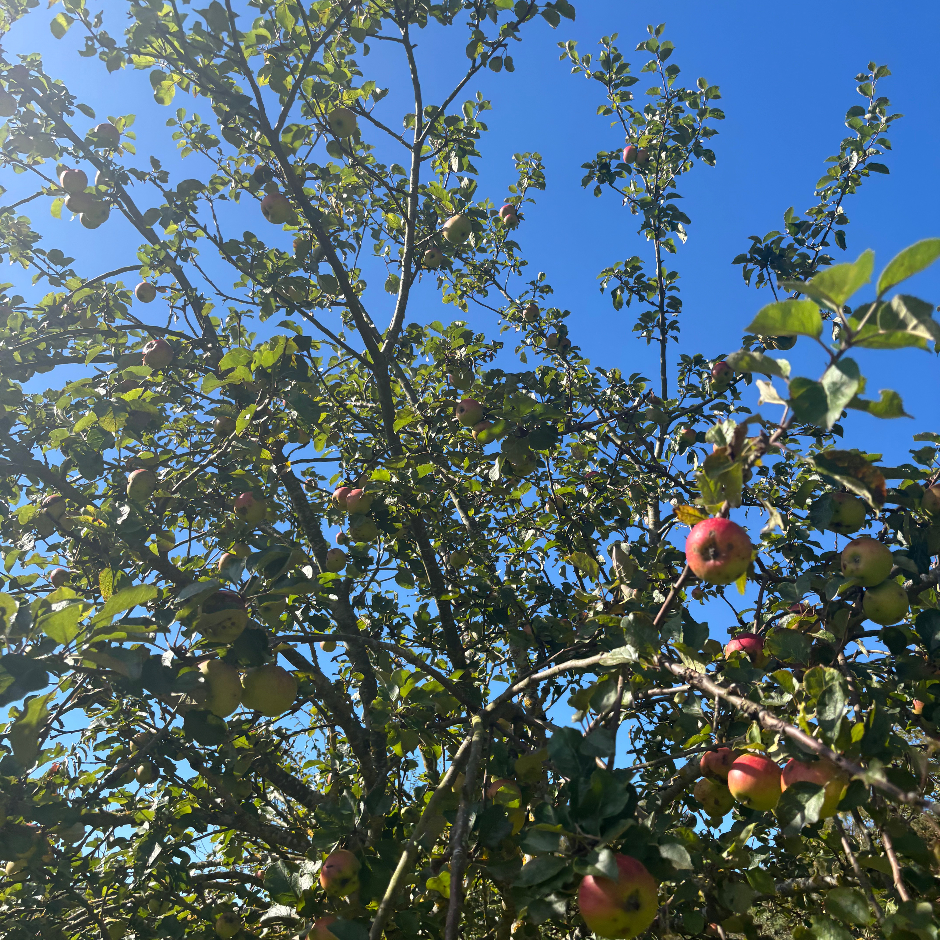 The Apple Tree