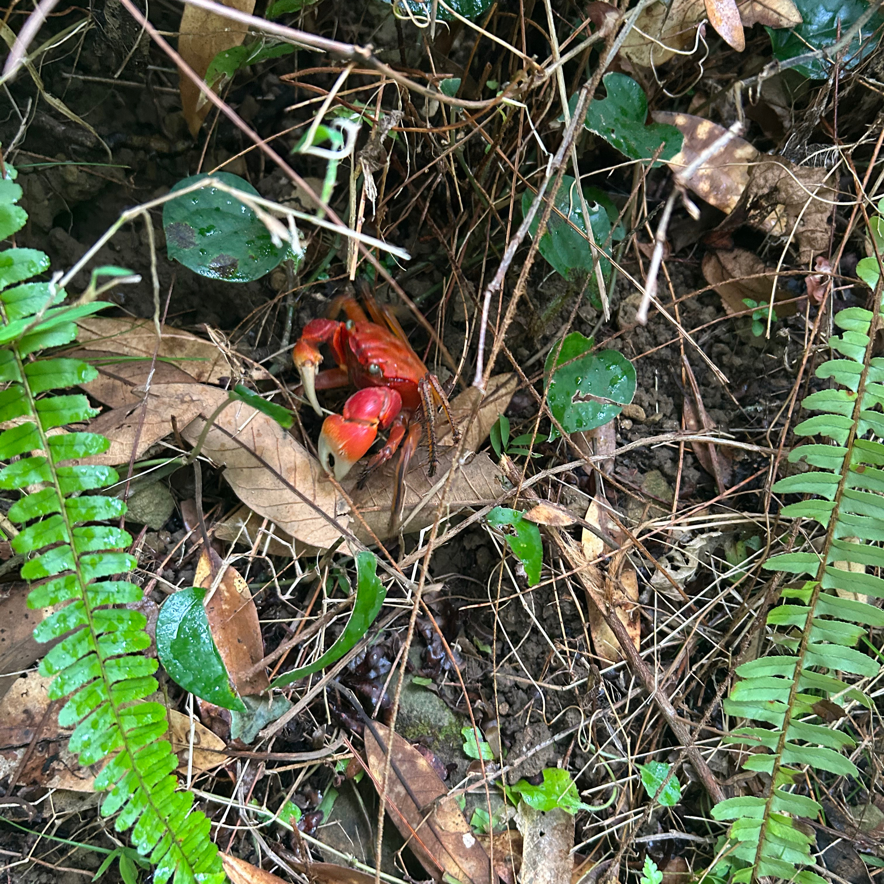 種子島で思ったこと