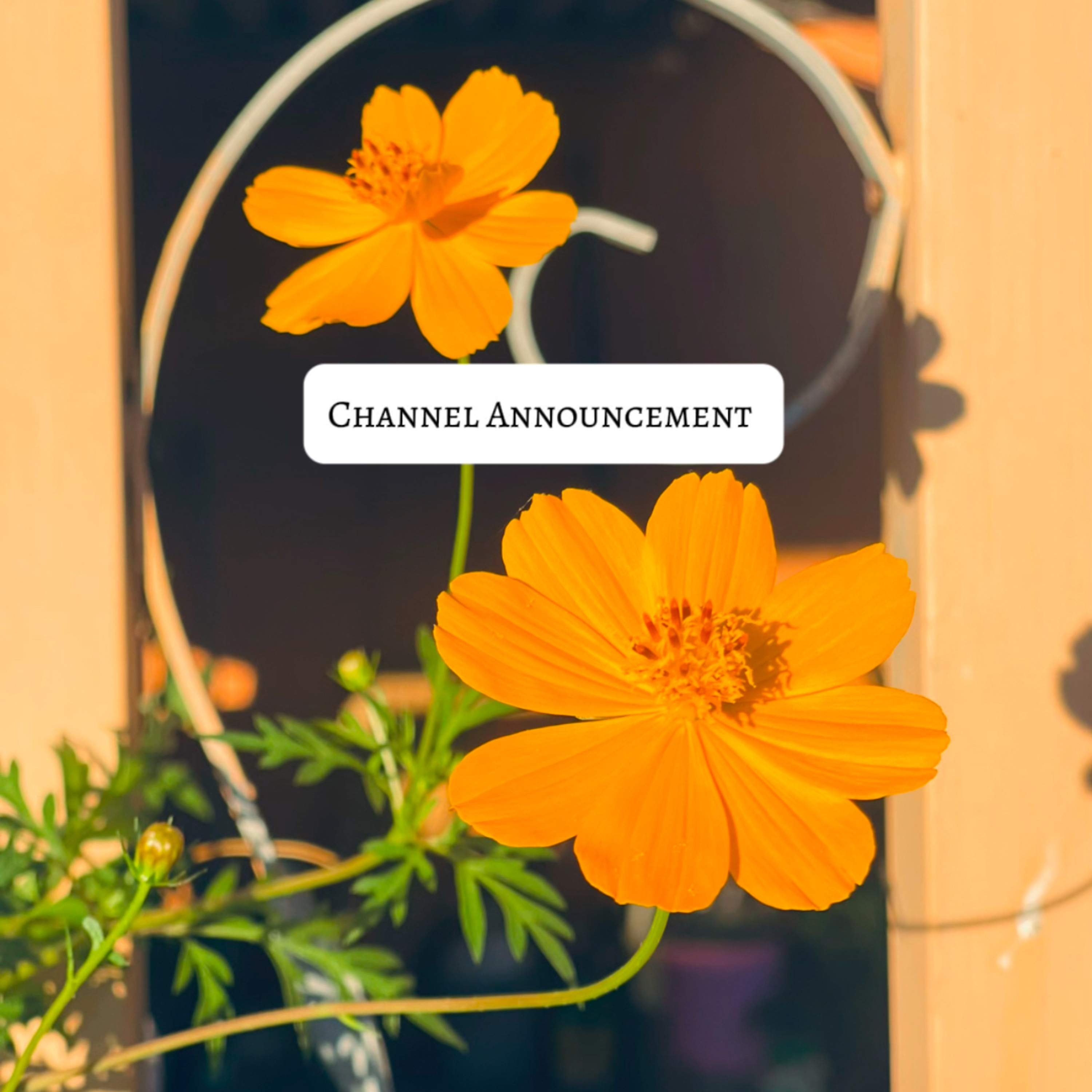 🔔Channel Announcement 🔔 episode artwork