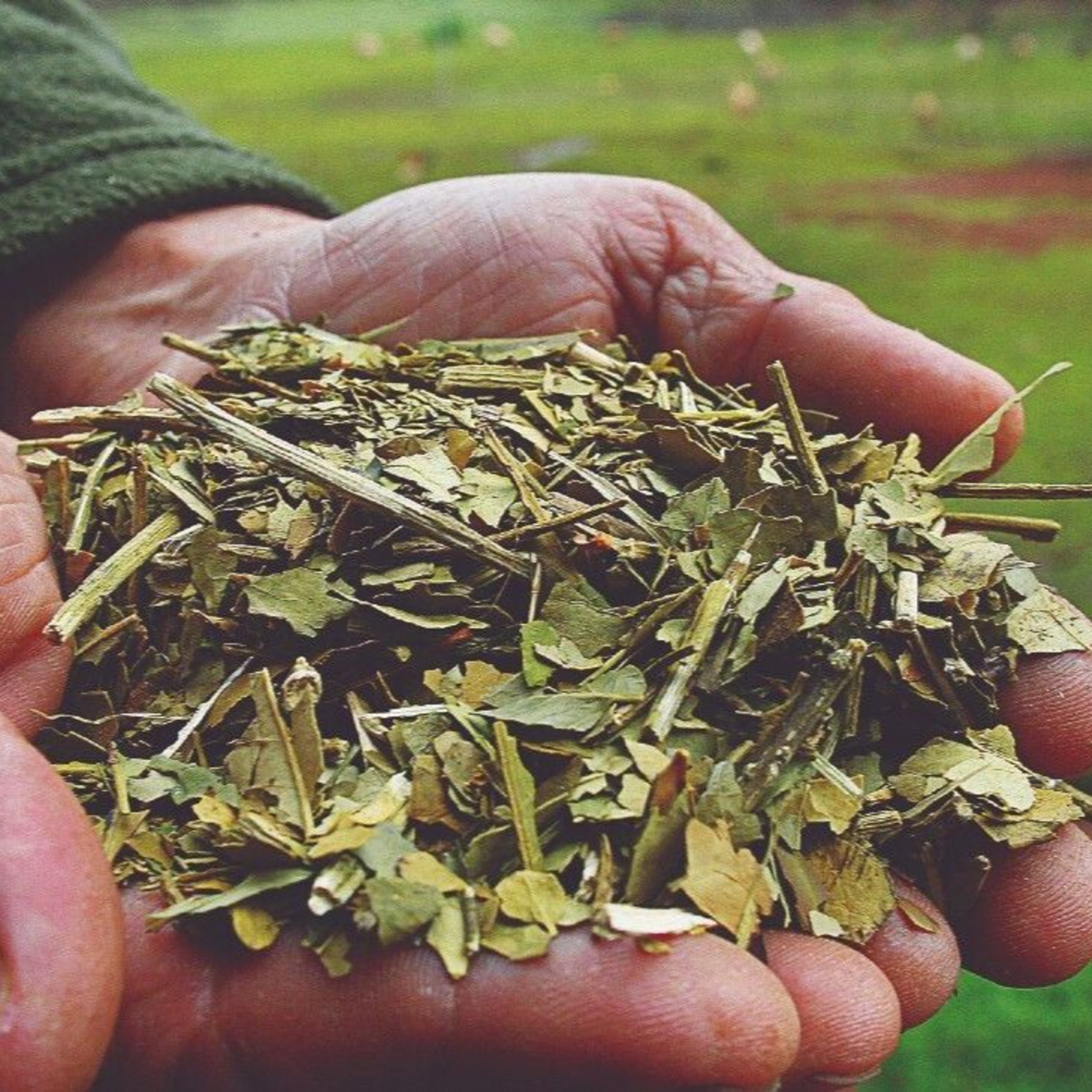 E35 - From Tree to Cup: The Argentine Mate Journey Explained by a Sommelier