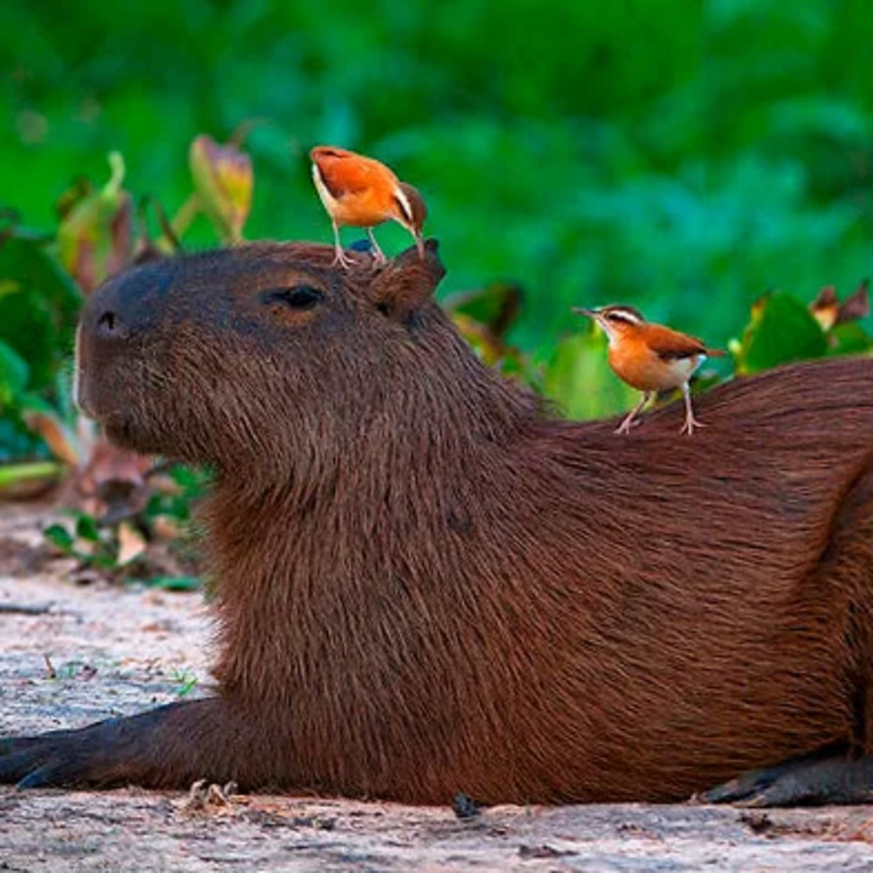 E24 - Argentina’s Wildest Secret: Iberá Wetlands (Part 2)