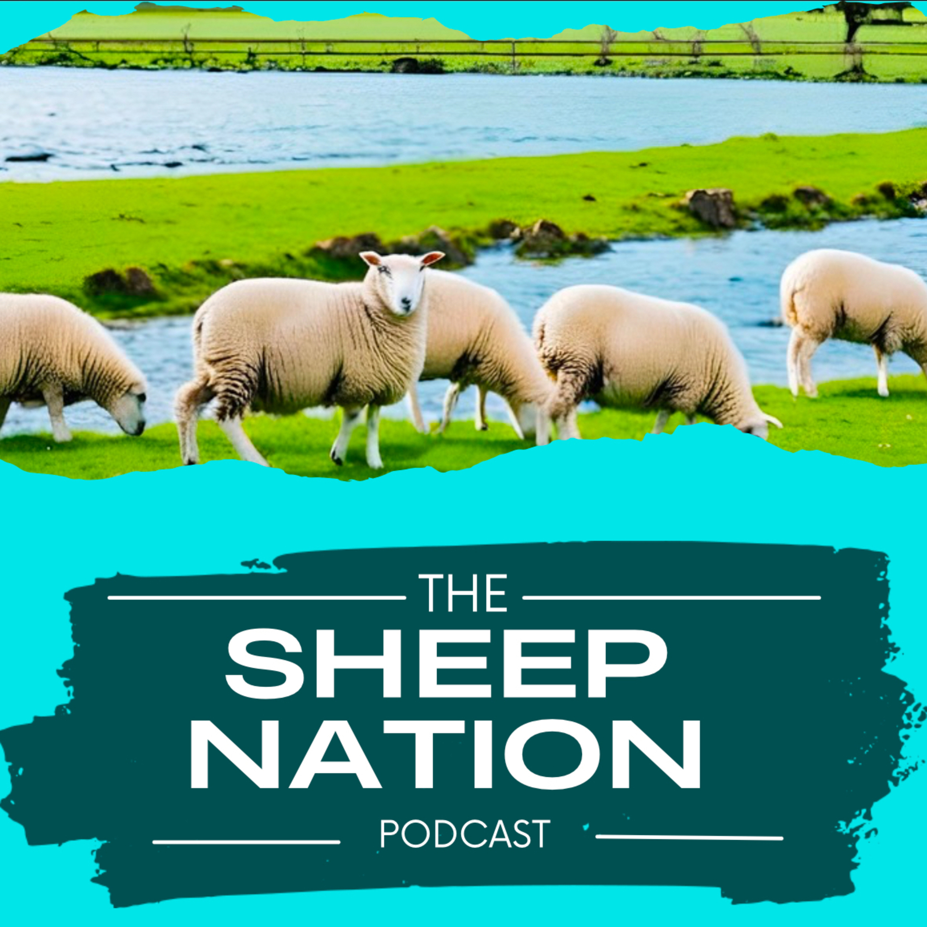 Sheep Nation Interviews Eric Boyum PT.2 episode artwork