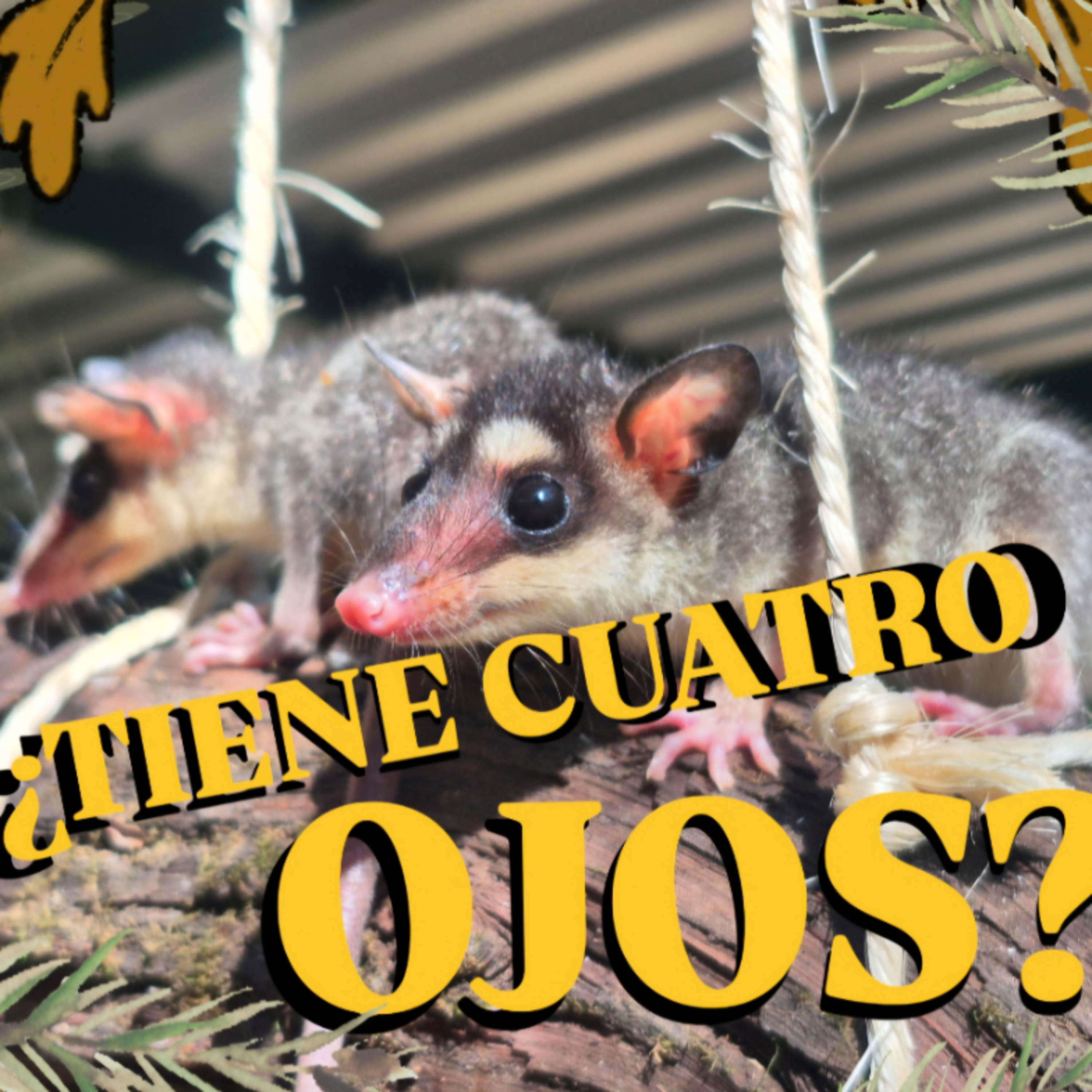 Estación Noisy Bear