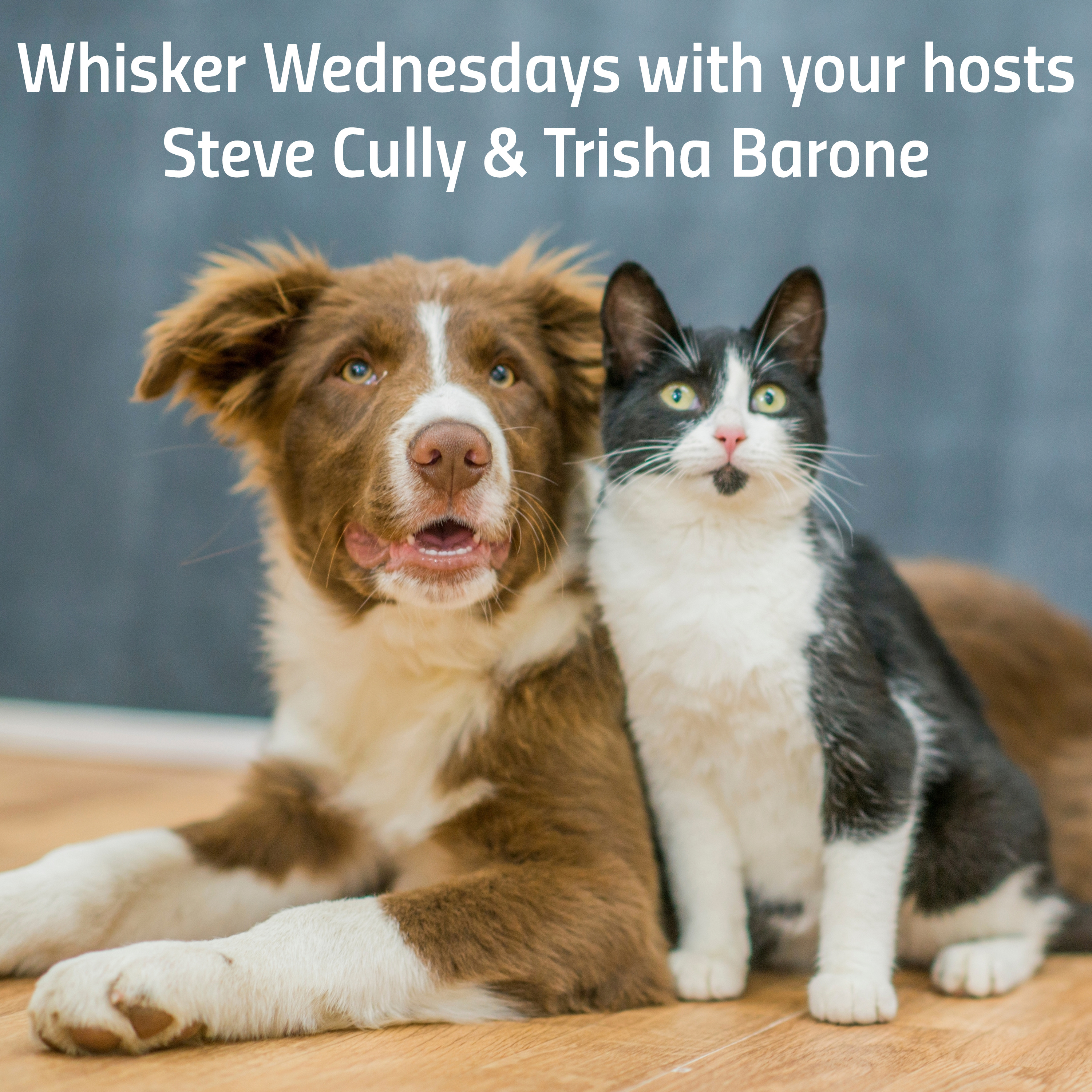 Whisker Wednesday Episode 005 episode artwork