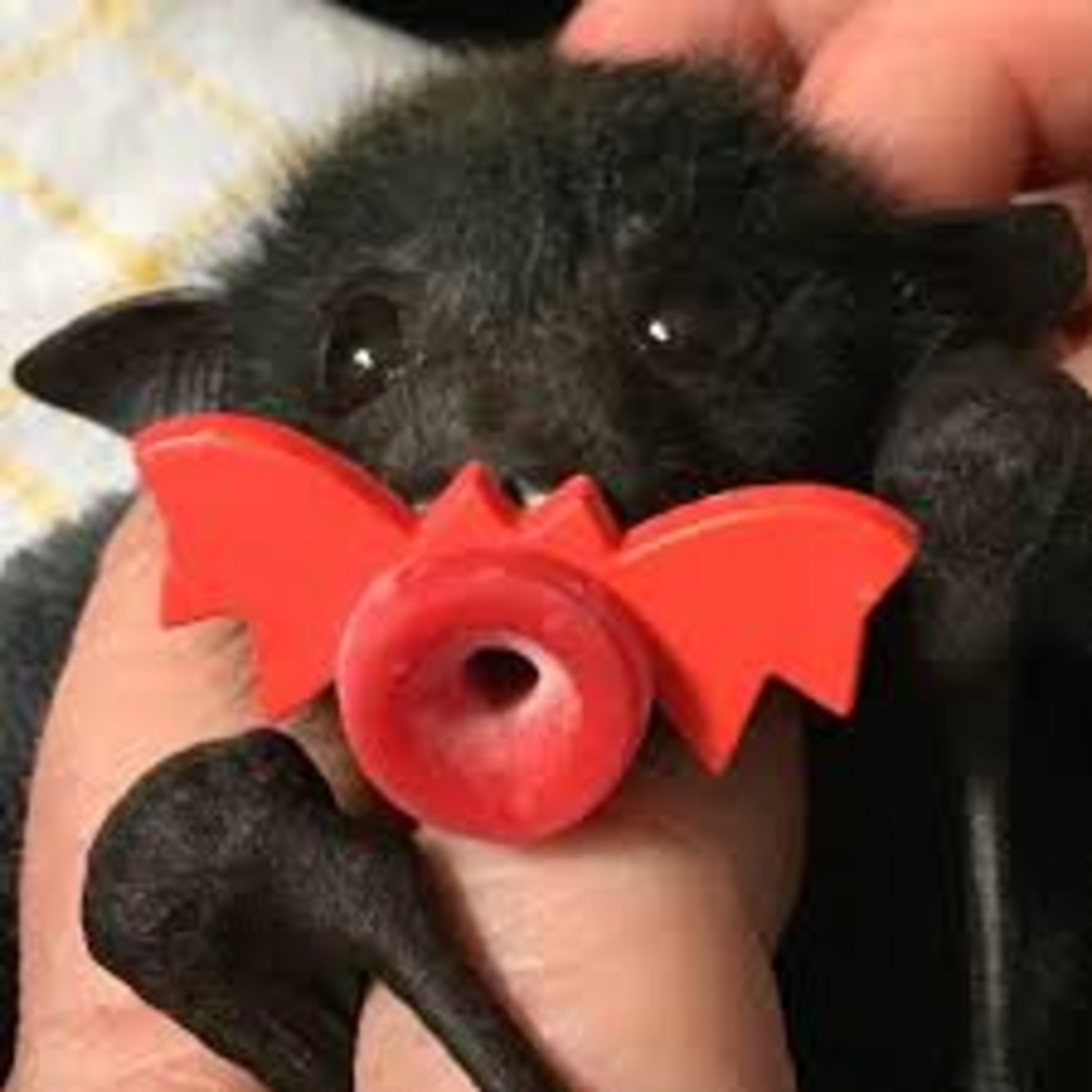 Shellshocked Radio Recommendations - Baby Bats - too much - Old School female led Pop Music