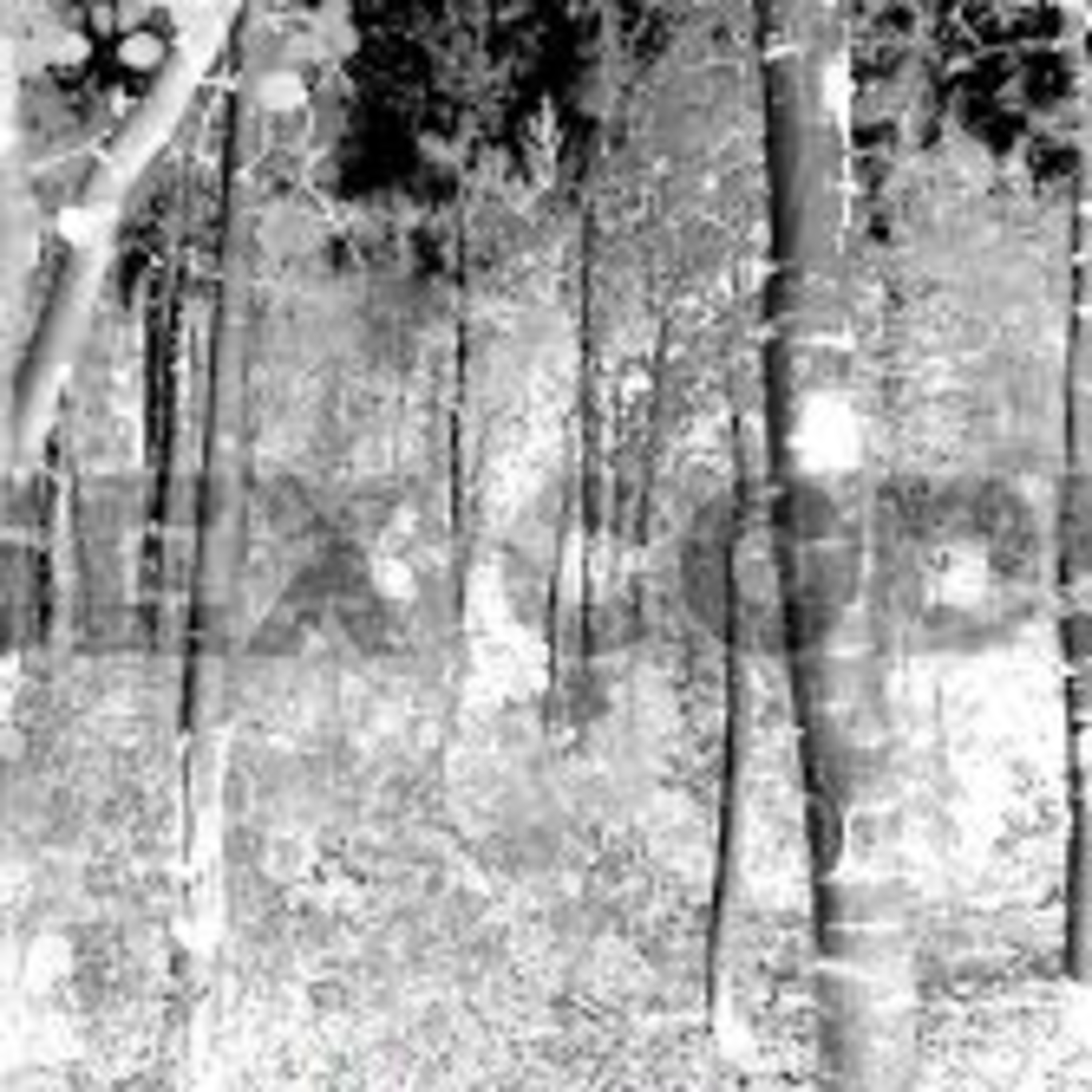 Shellshocked Radio Recommendations - Sex Code - The forest - Darkwave from Spain episode artwork