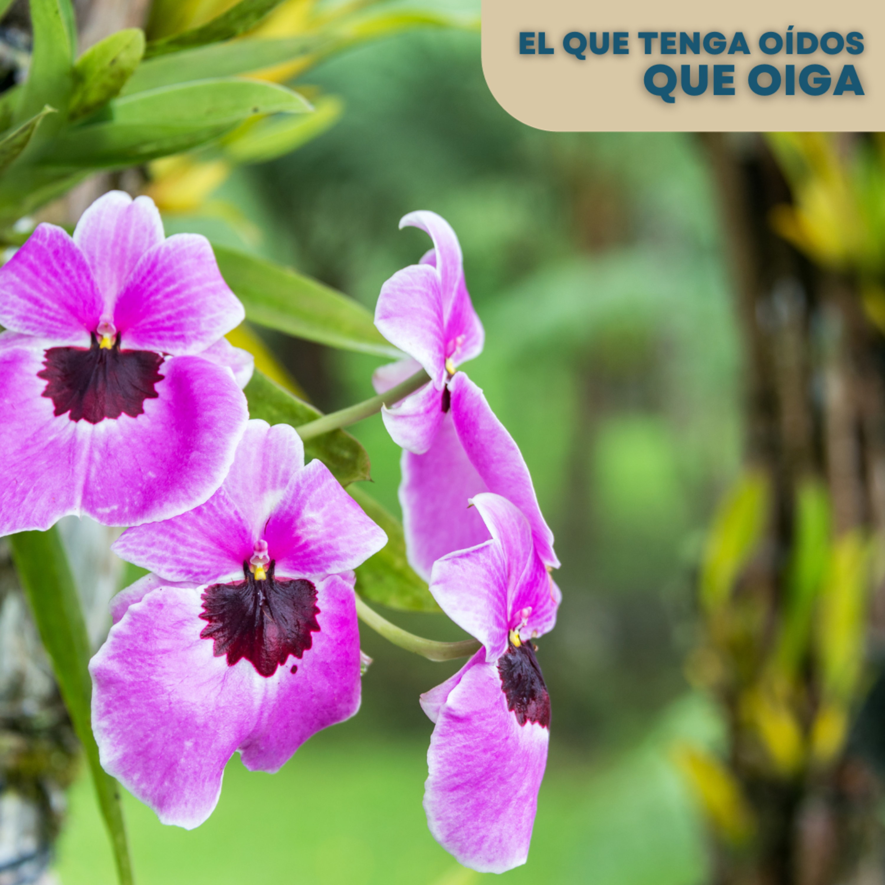 El que tenga oídos que oiga