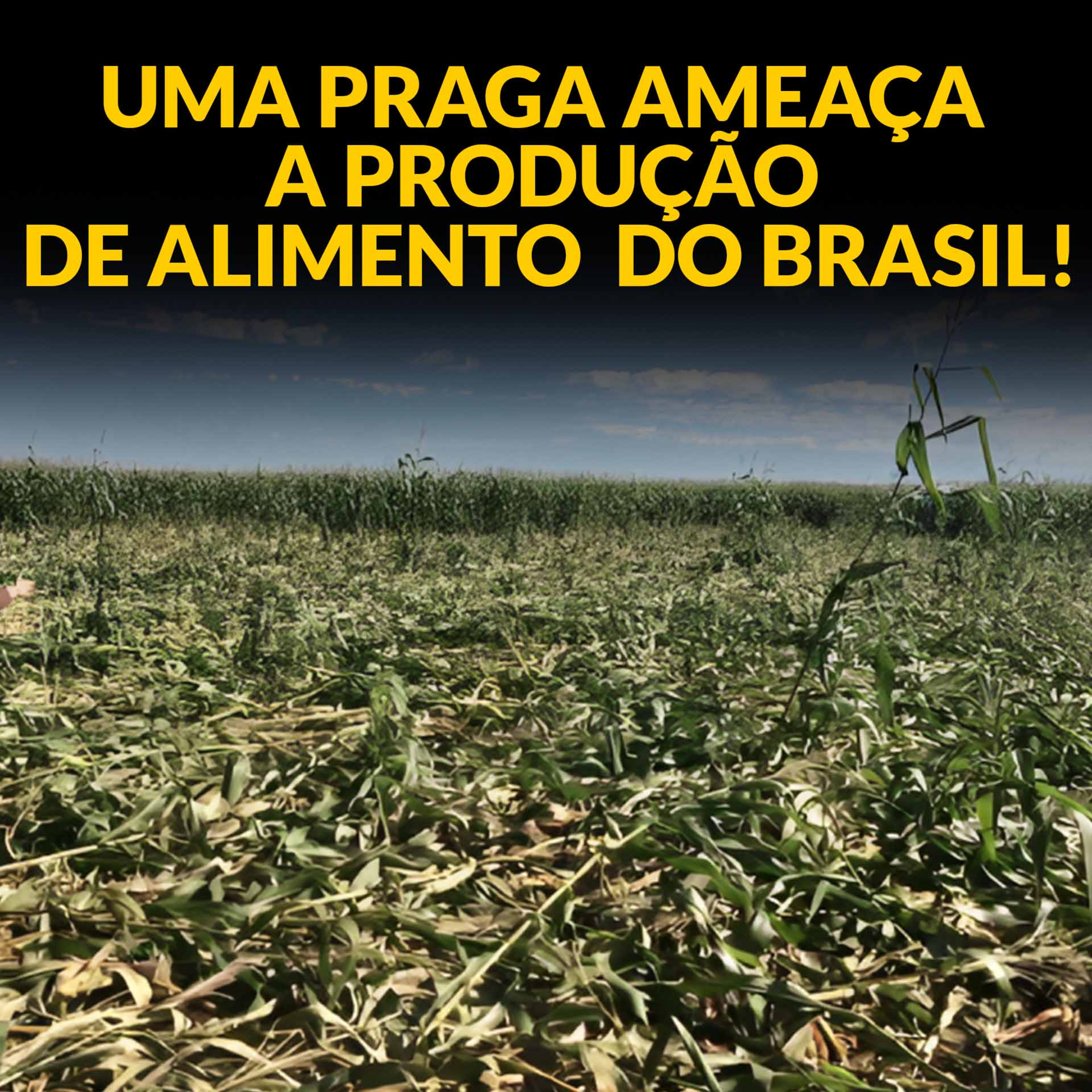 UMA PRAGA AMEAÇA A PRODUÇÃO DE ALIMENTO DO BRASIL! episode artwork