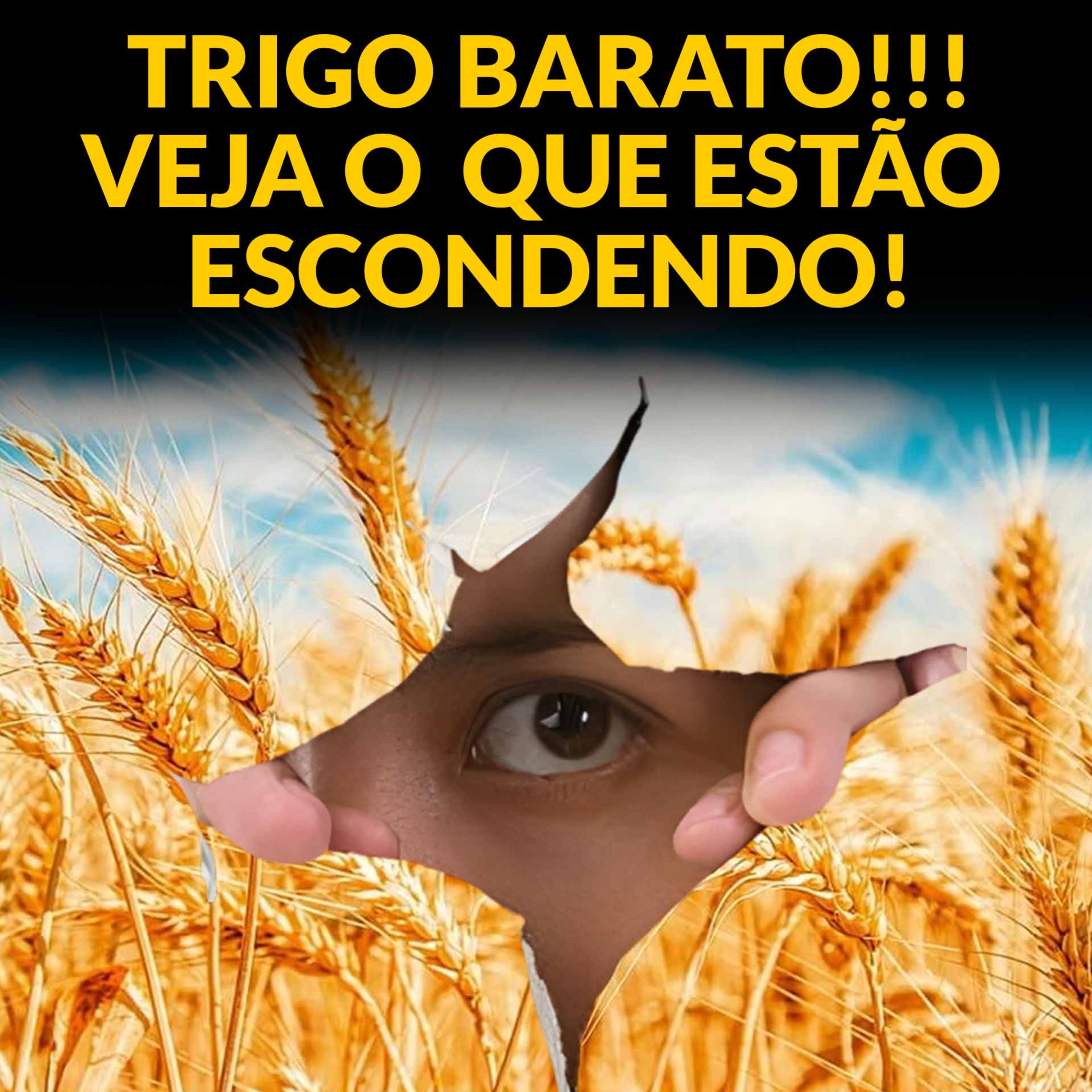 TRIGO BARATO!!! VEJA O QUE ESTÃO ESCONDENDO!