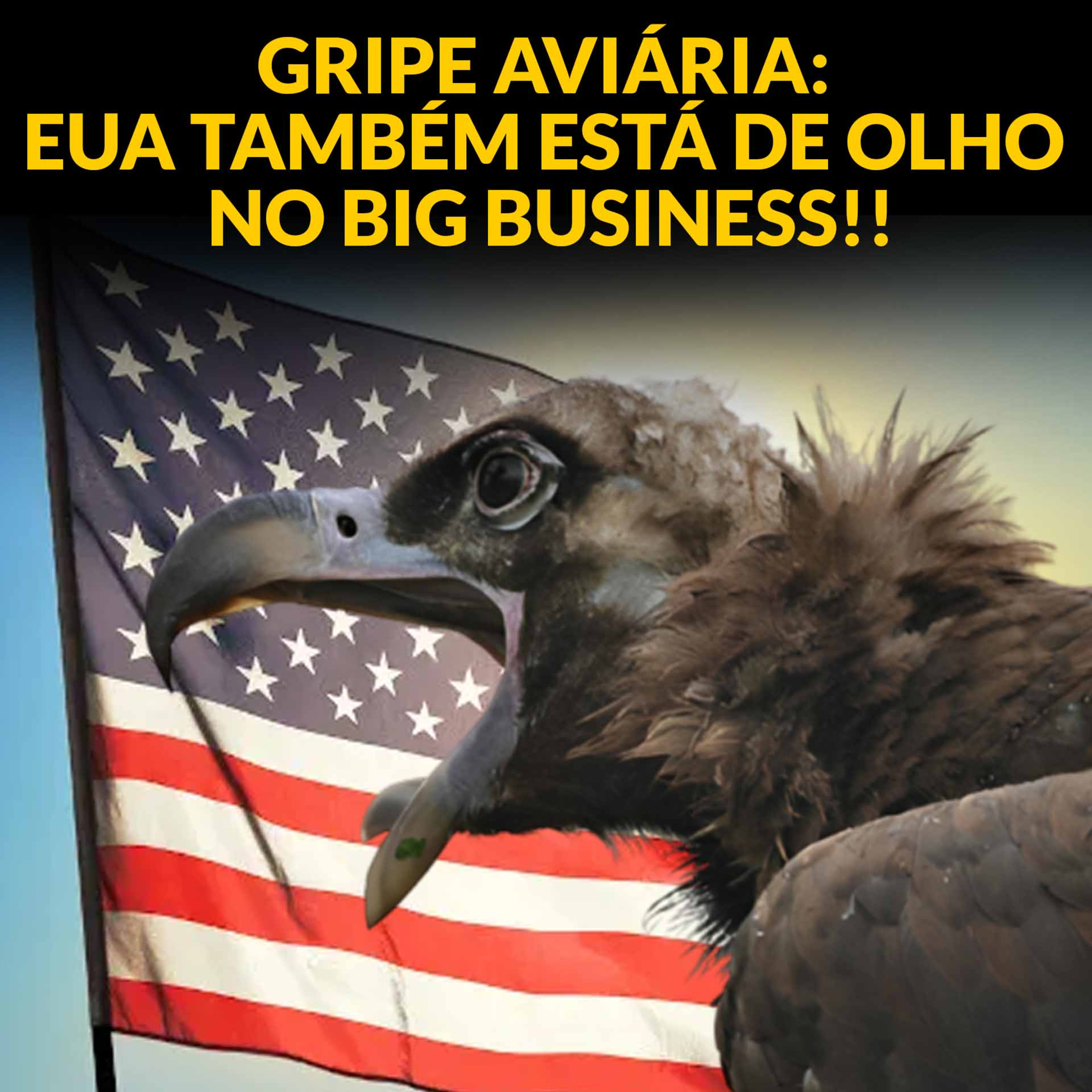 GRIPE AVIÁRIA: EUA TAMBÉM ESTÁ DE OLHO NO BIG BUSINESS!! episode artwork