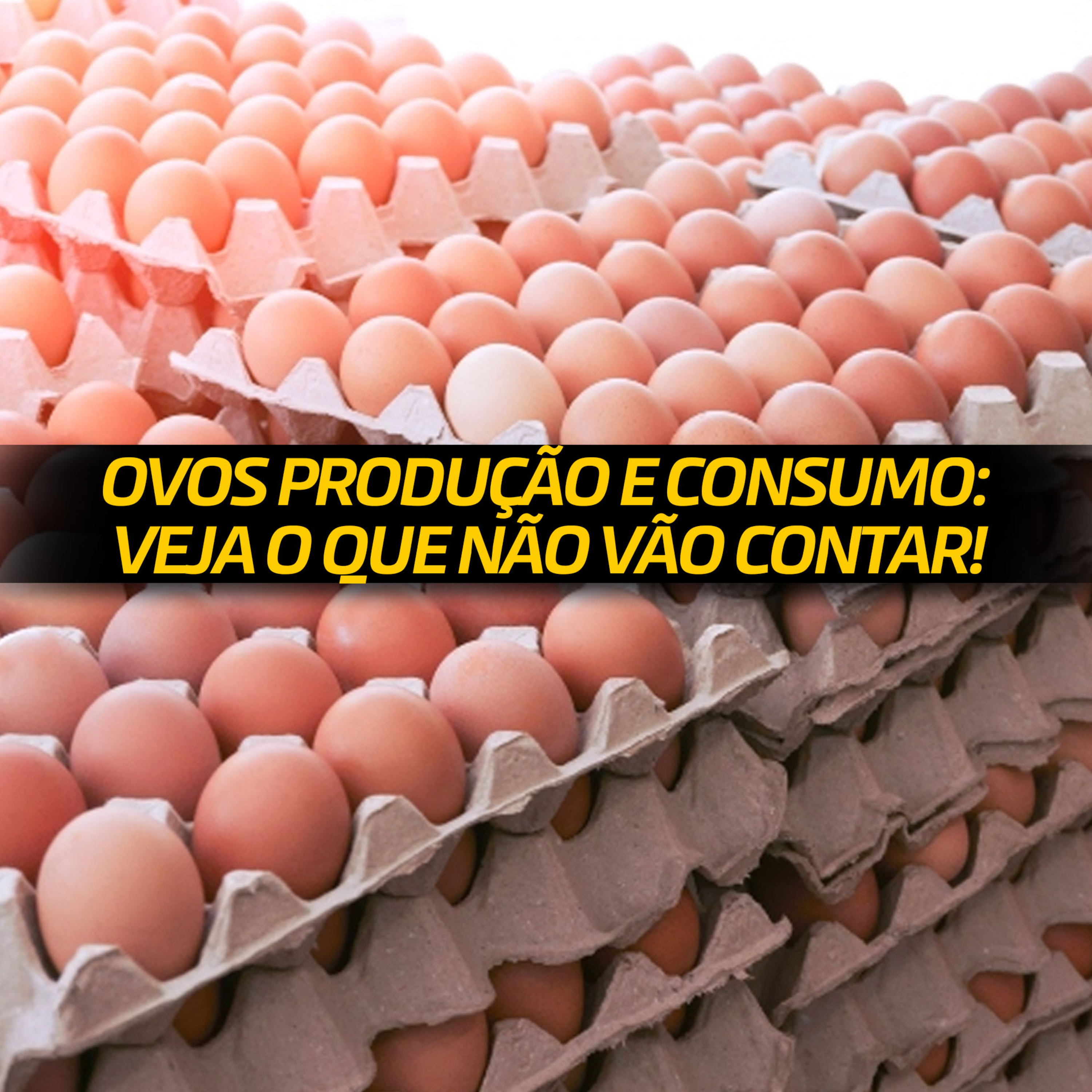 OVOS PRODUÇÃO E CONSUMO: VEJA O QUE NÃO VÃO CONTAR!