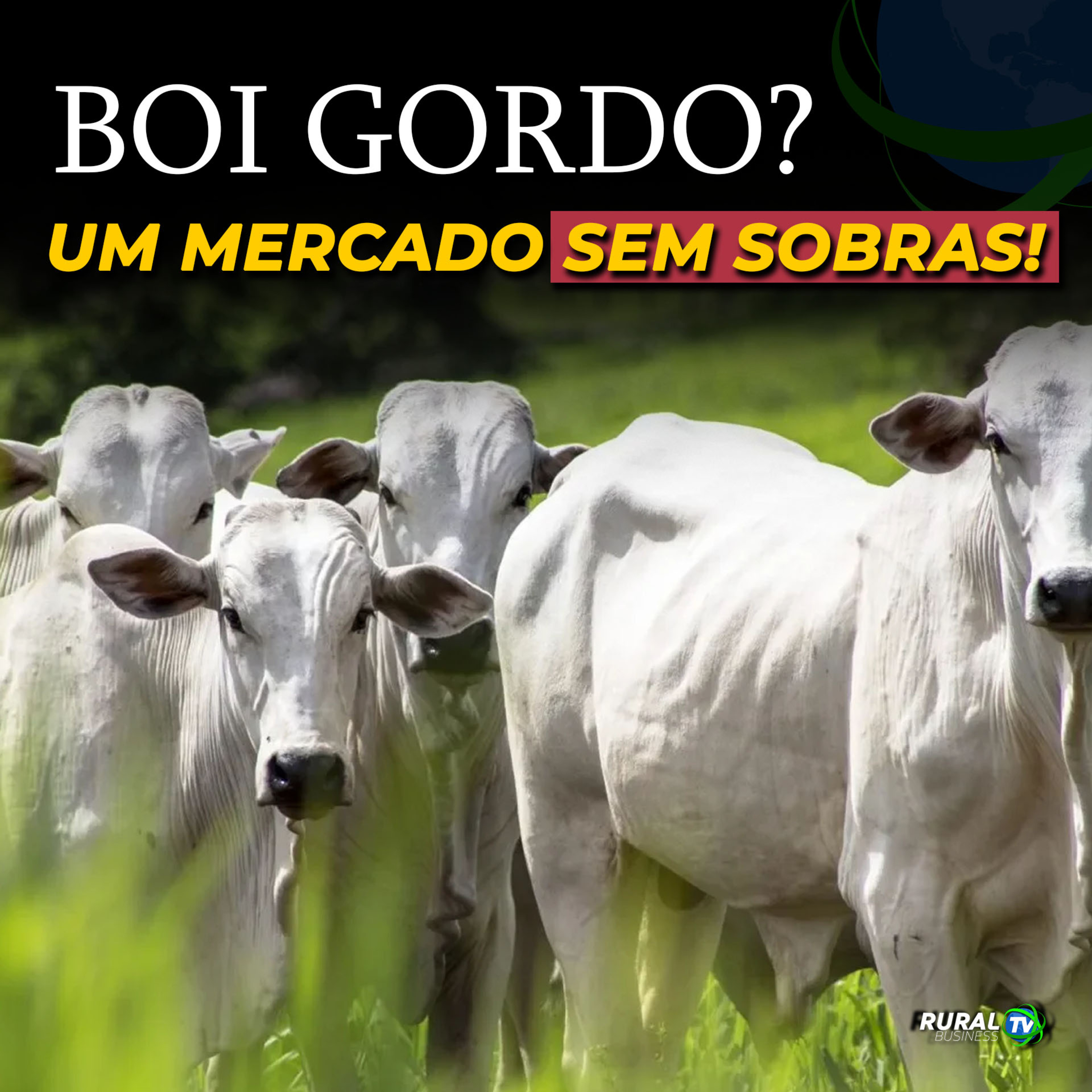 BOI GORDO? ESSE É UM MERCADO SEM SOBRAS! episode artwork