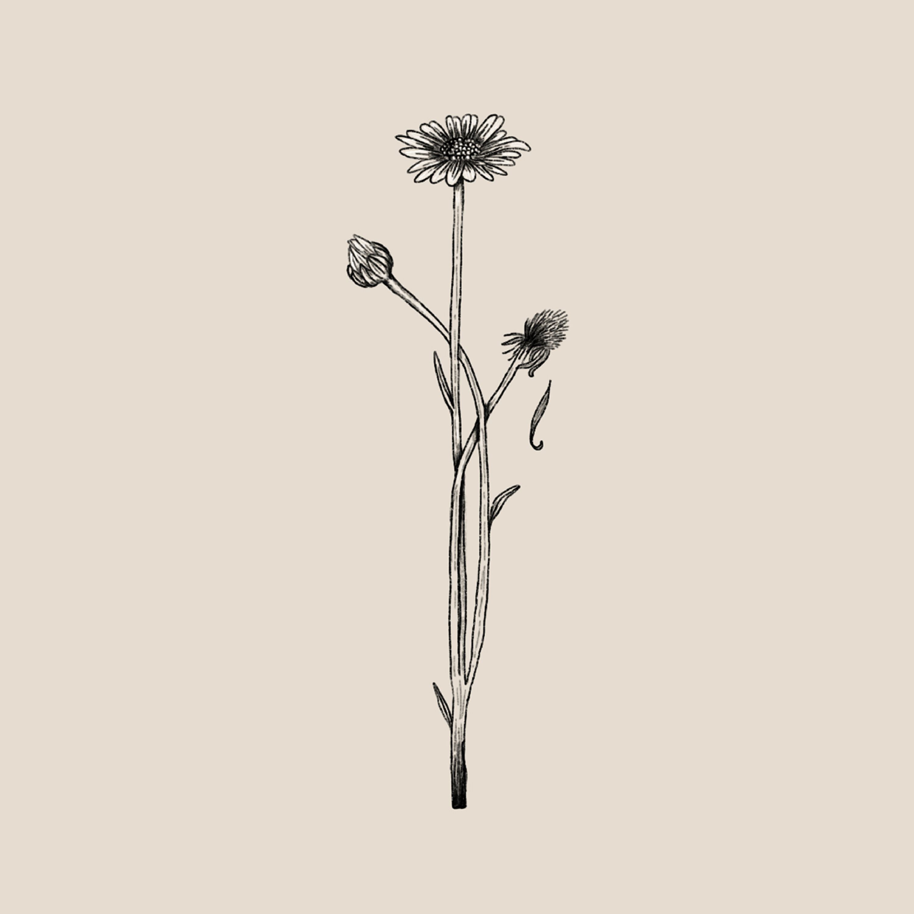 Story | 'The Ecology of Grief' by Jennifer J. Wilhoit