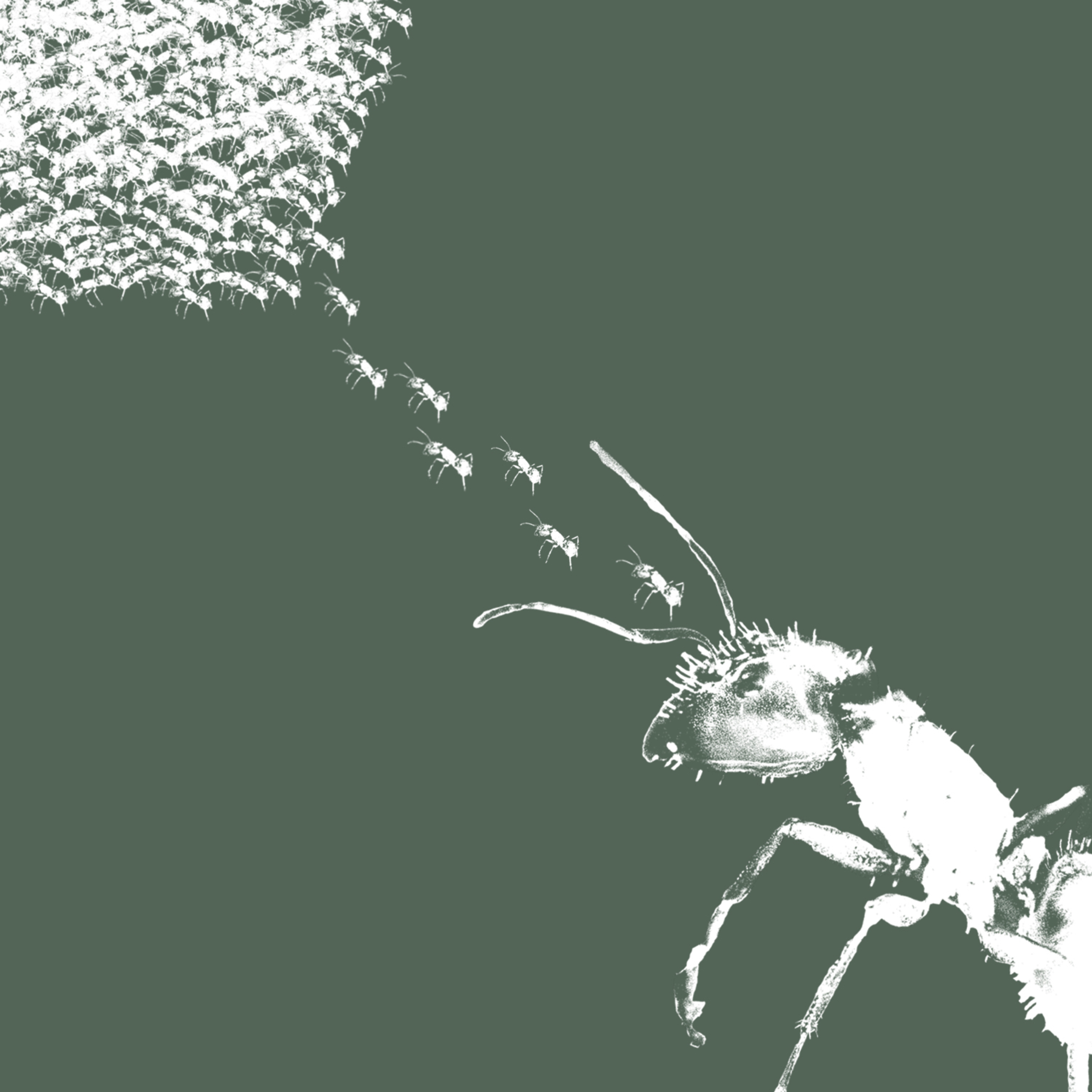 Story | 'Ant Familias' by Meera Atkinson