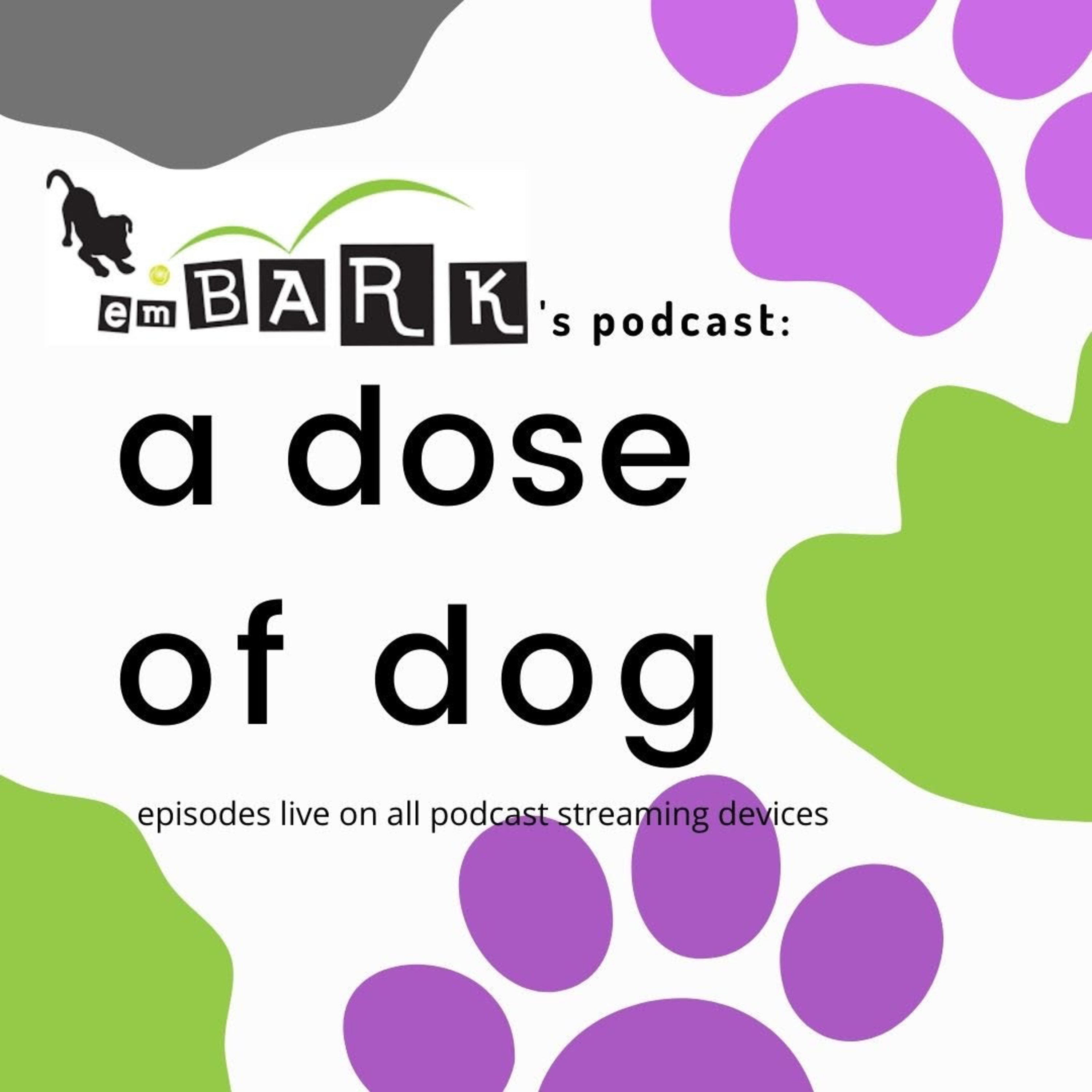 Dose of Dog #117 Creative Enrichment Ideas for a Happier Dog