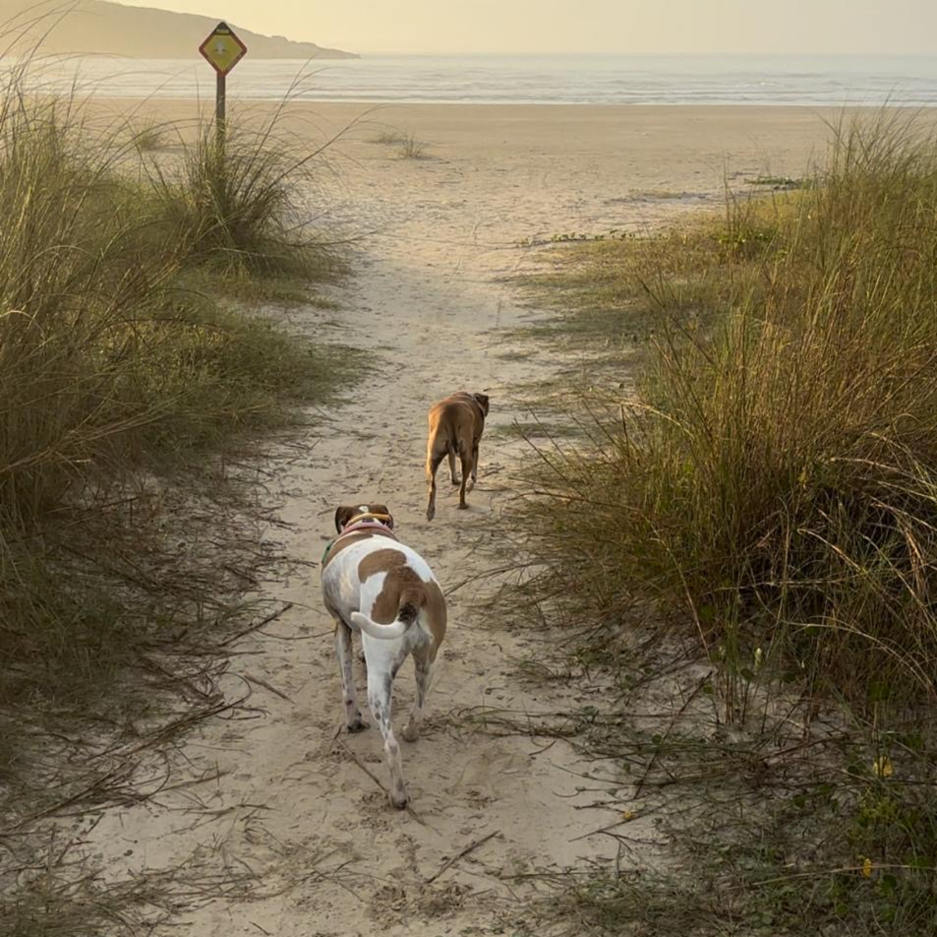 cover of episode The History of Dogs