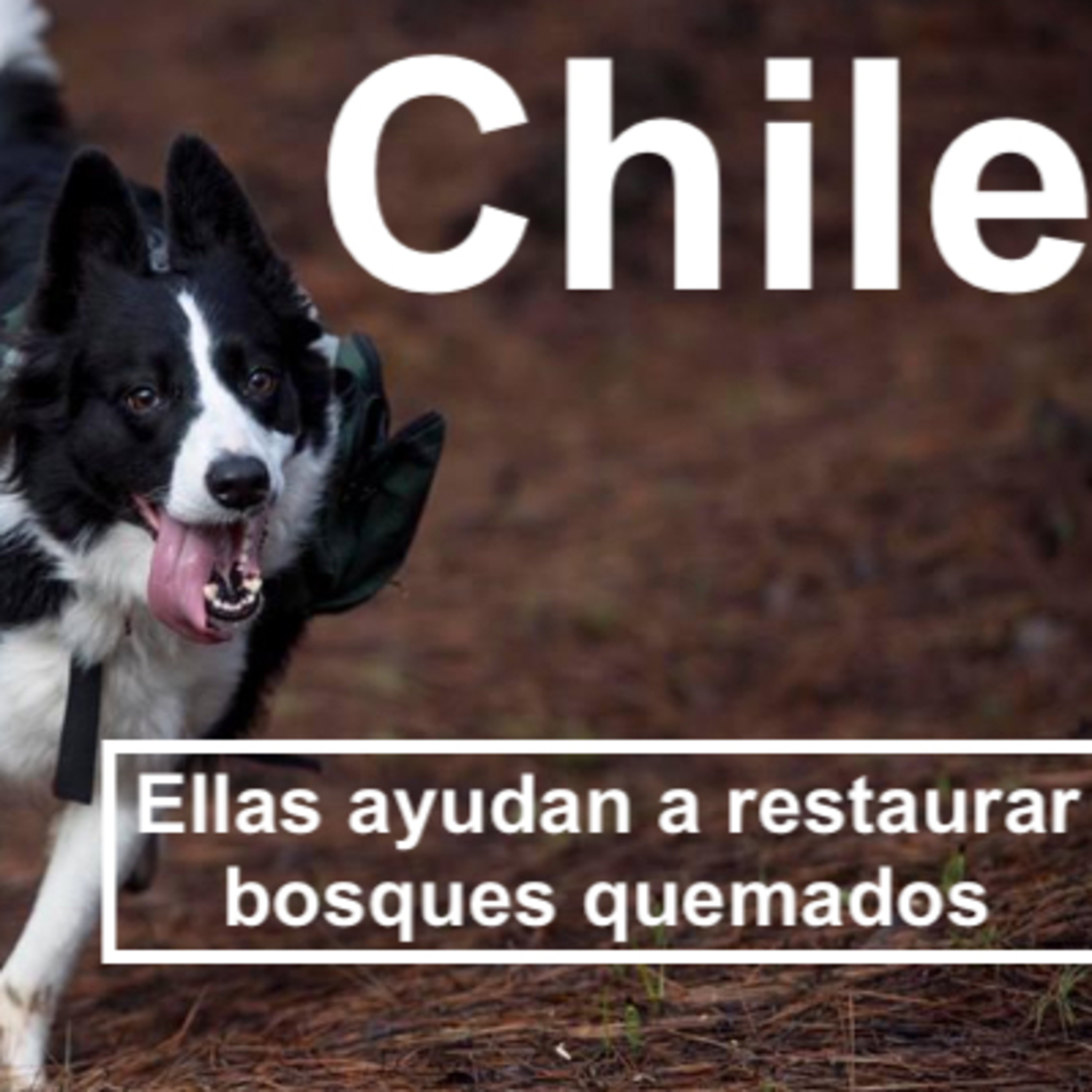 Soluciones Ecoviables