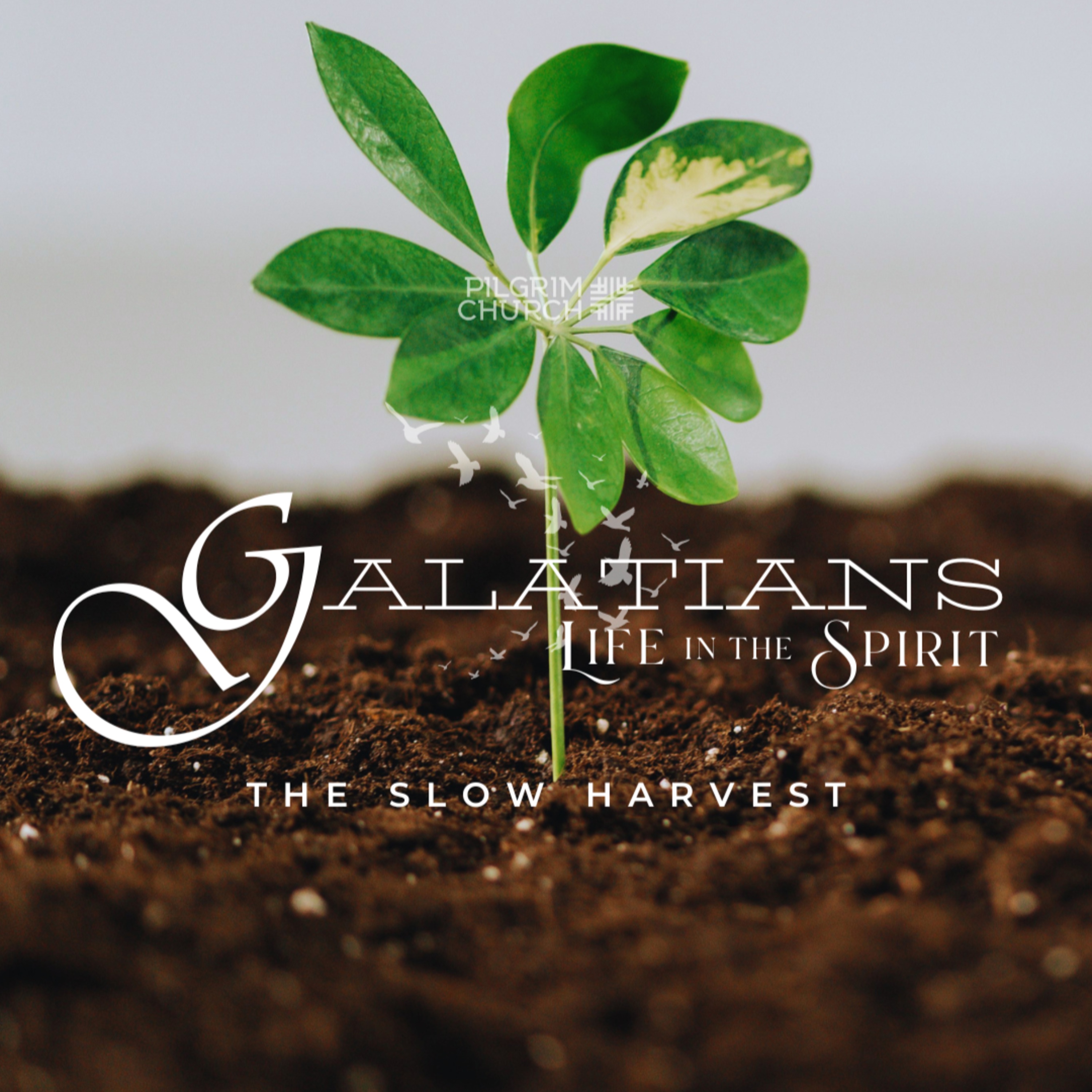 The Slow Harvest With Josh Liem episode artwork