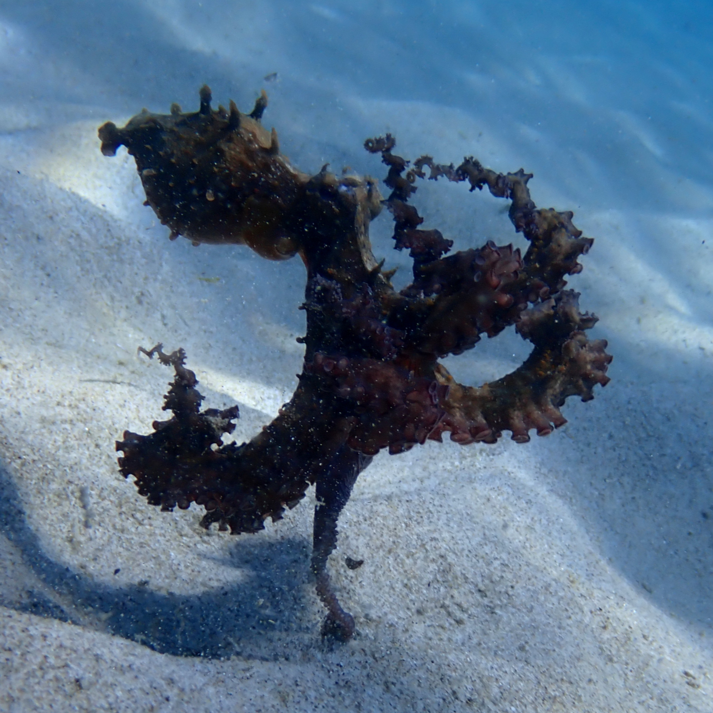 S6E02: Sicily Top 5 Fish